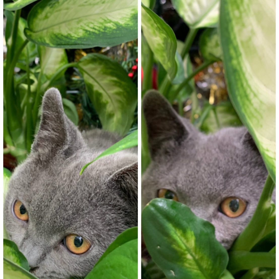 Catractive Explore Facebook