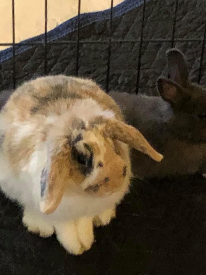 Another successful... - East Coast Rabbit Rescue