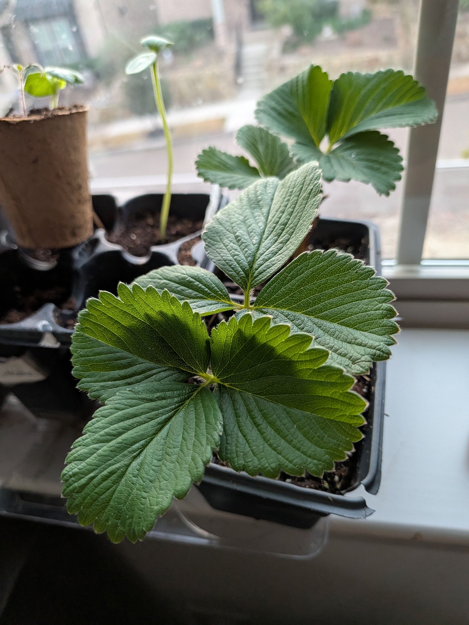 How to identify the specific variety of strawberries?