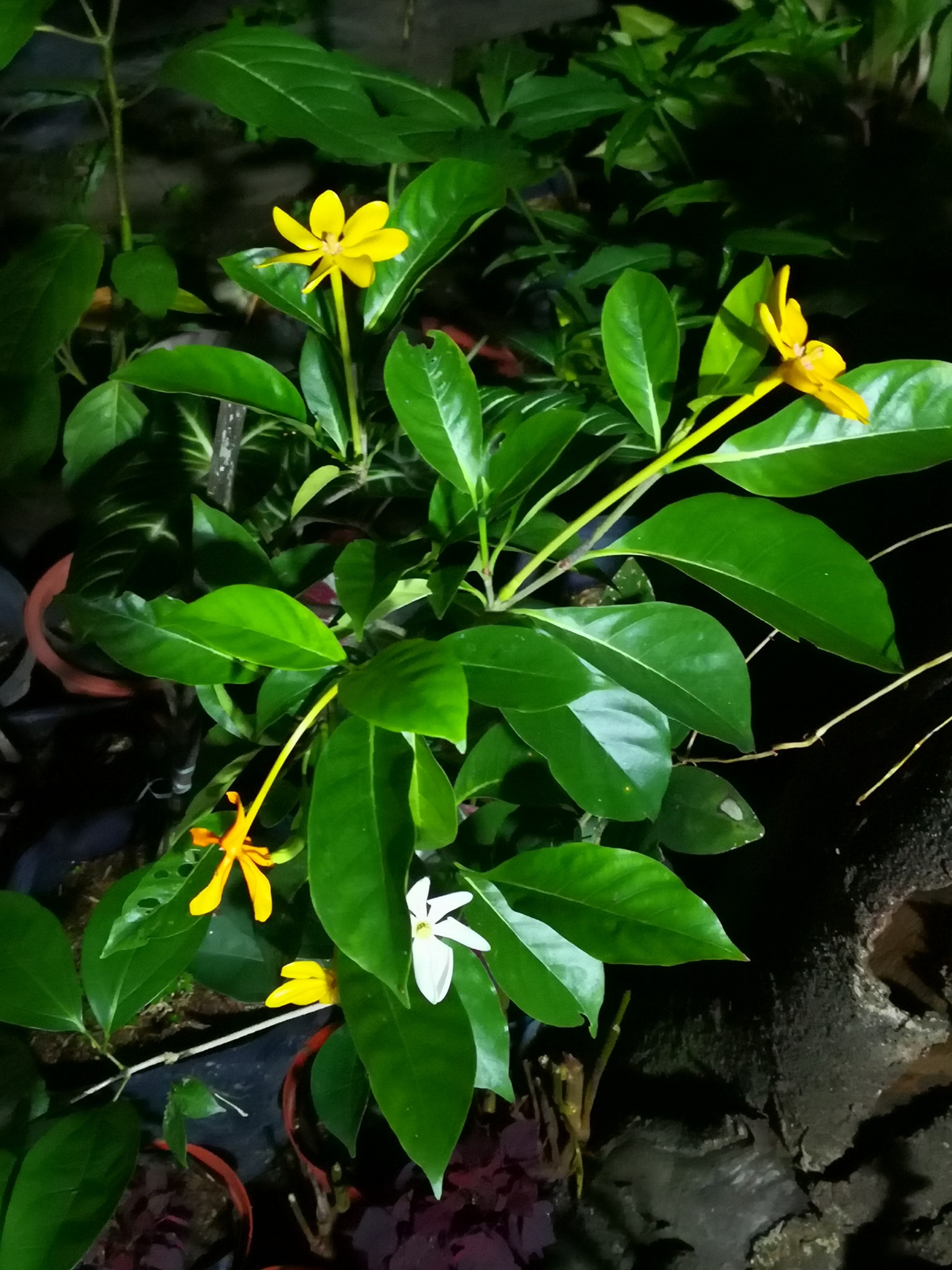 Our Malaysian Jasmine In Full Bloom And Plantznthings Ph Facebook