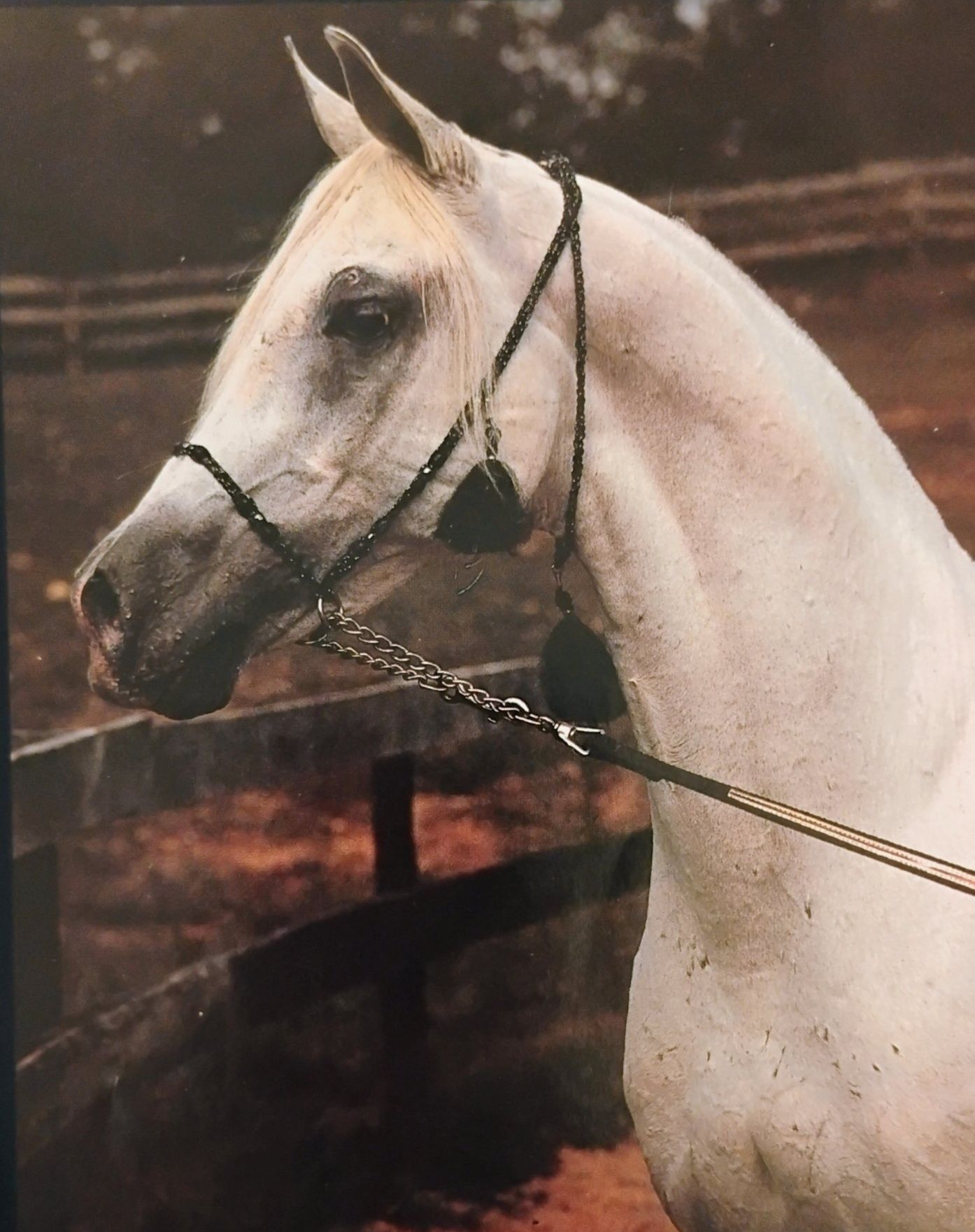 Zedann arabian horse pedigree and history