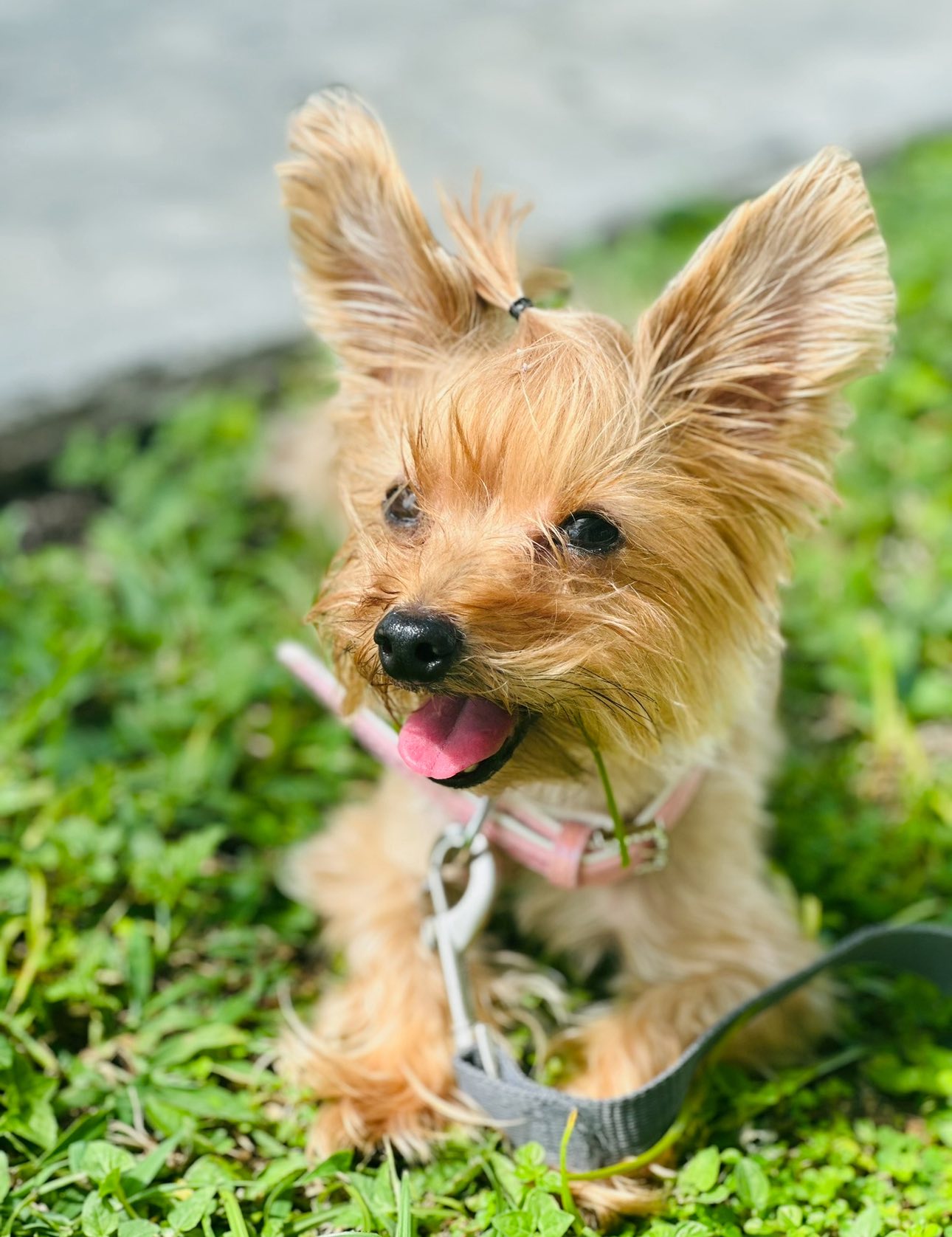 Redland Dogs. Lost and found | Facebook