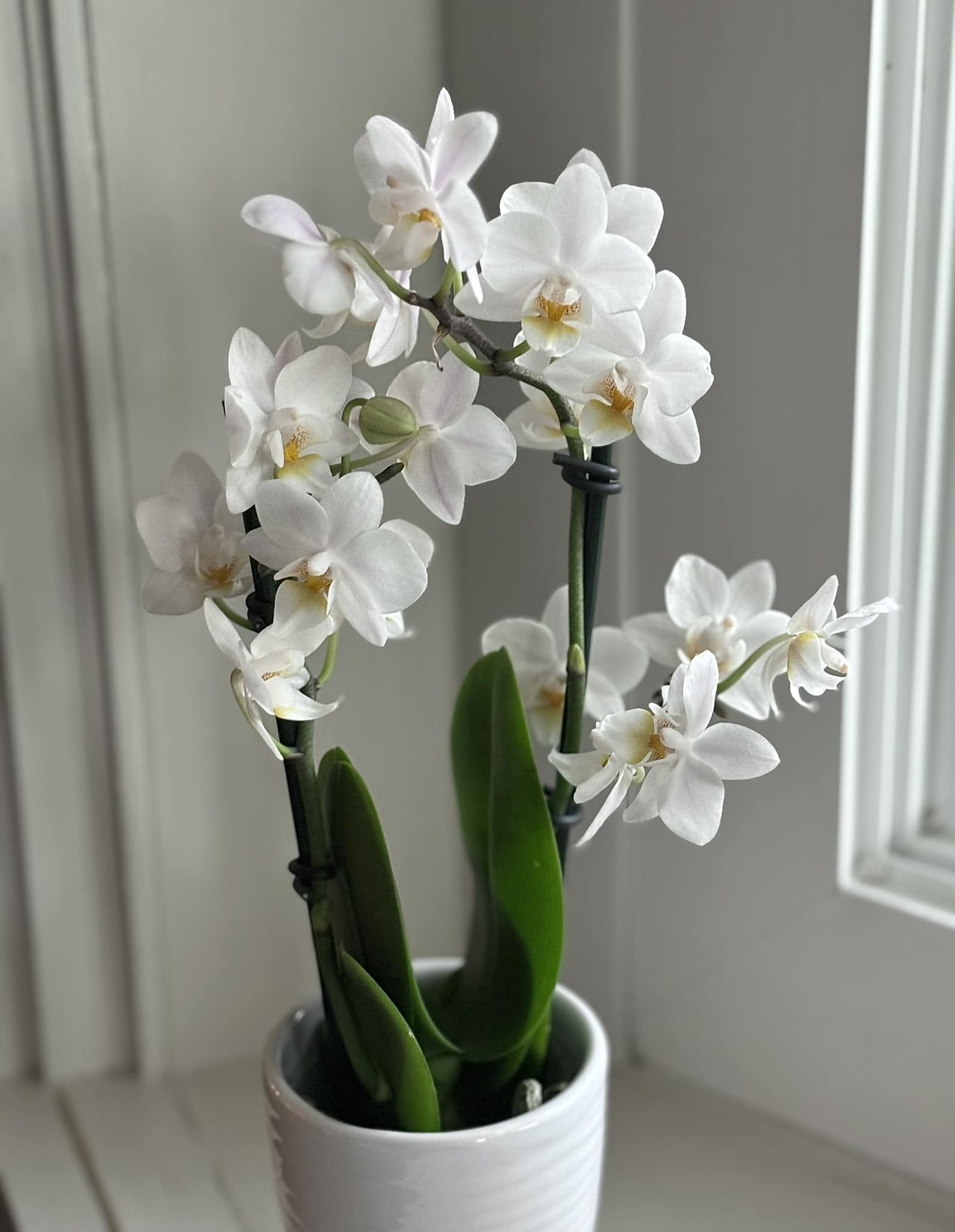 Phalaenopsis Timothy Christopher, a miniature orchid hybrid with 1