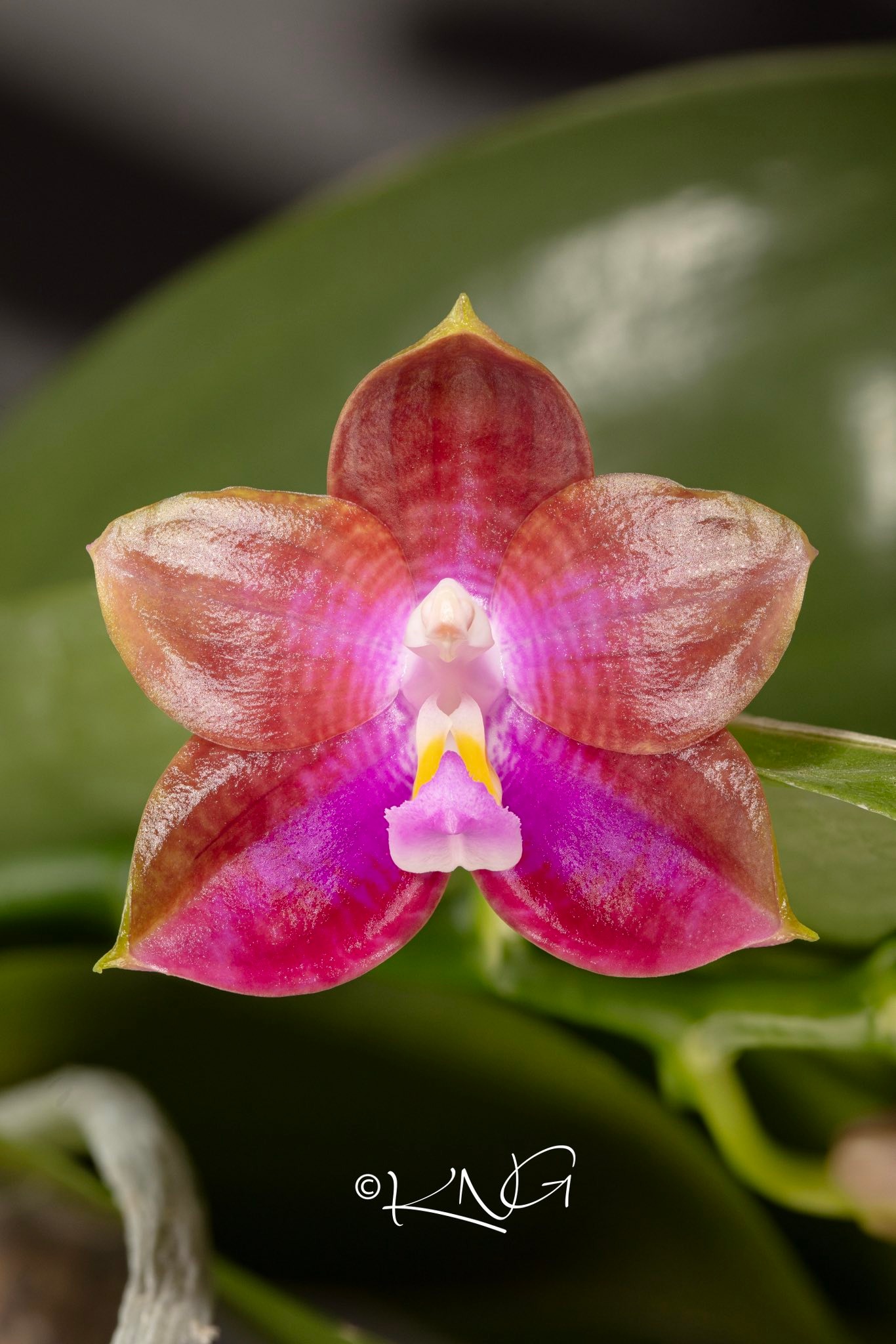 Phal Mituo Reflex Dragon 'Lilac' x Mituo Special Princess