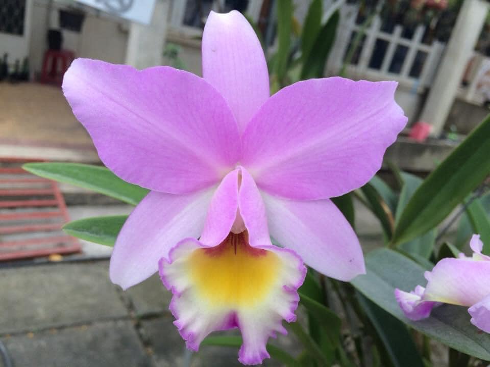 Lc. Puppy Love 'True Beauty' AM/RHS, HCC/AOS (pat.) STEWART ORCHIDS