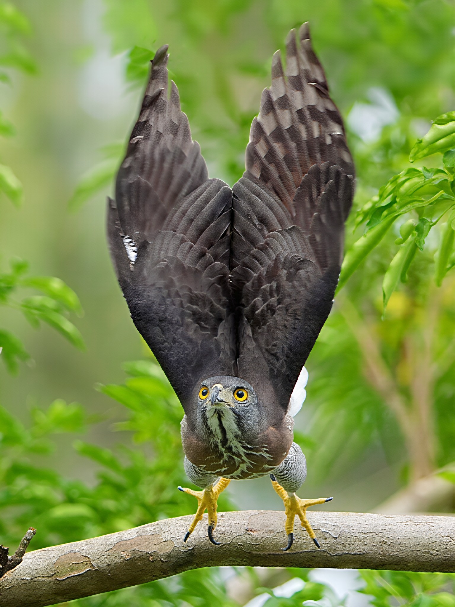 臺灣野鳥數位園區 | 我比赤腹鷹帥吧 | Facebook