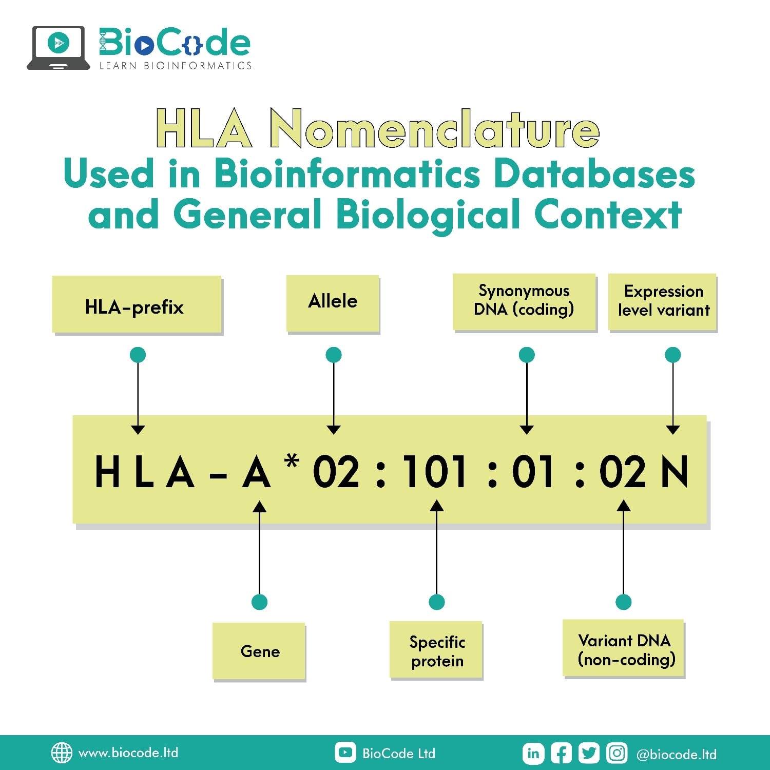 BioCode - Here's a quick guide to understanding HLA...