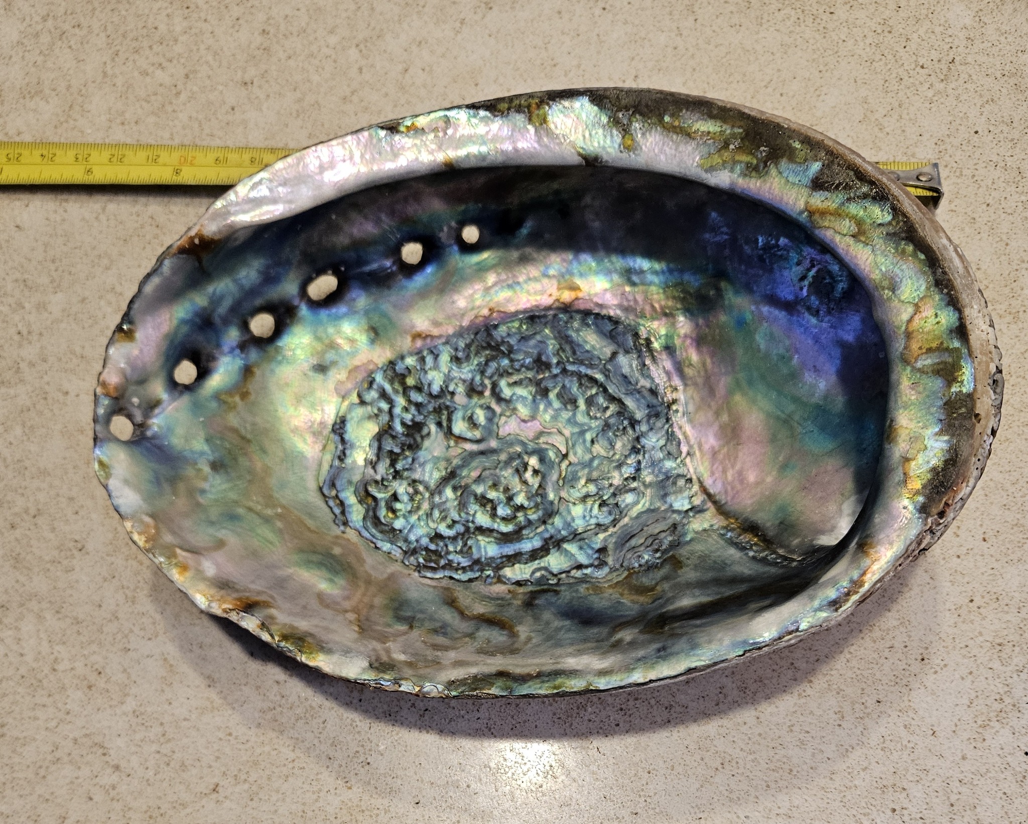 What is the species of this old Pacific white Abalone shell?