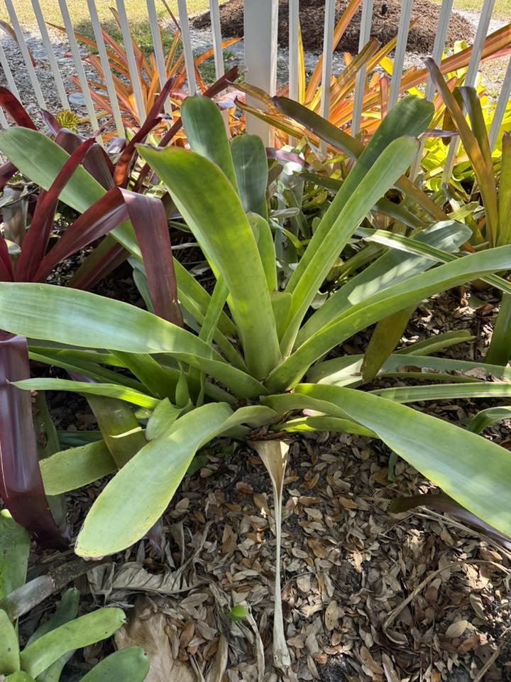 Wittmackia distans (jamaica)ウィットマキア Wittmackia distans bromeliad native to western Jamaica