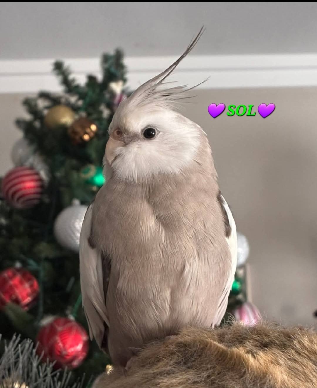 Lost whiteface cockatiel named Sol in Carpinteria, CA