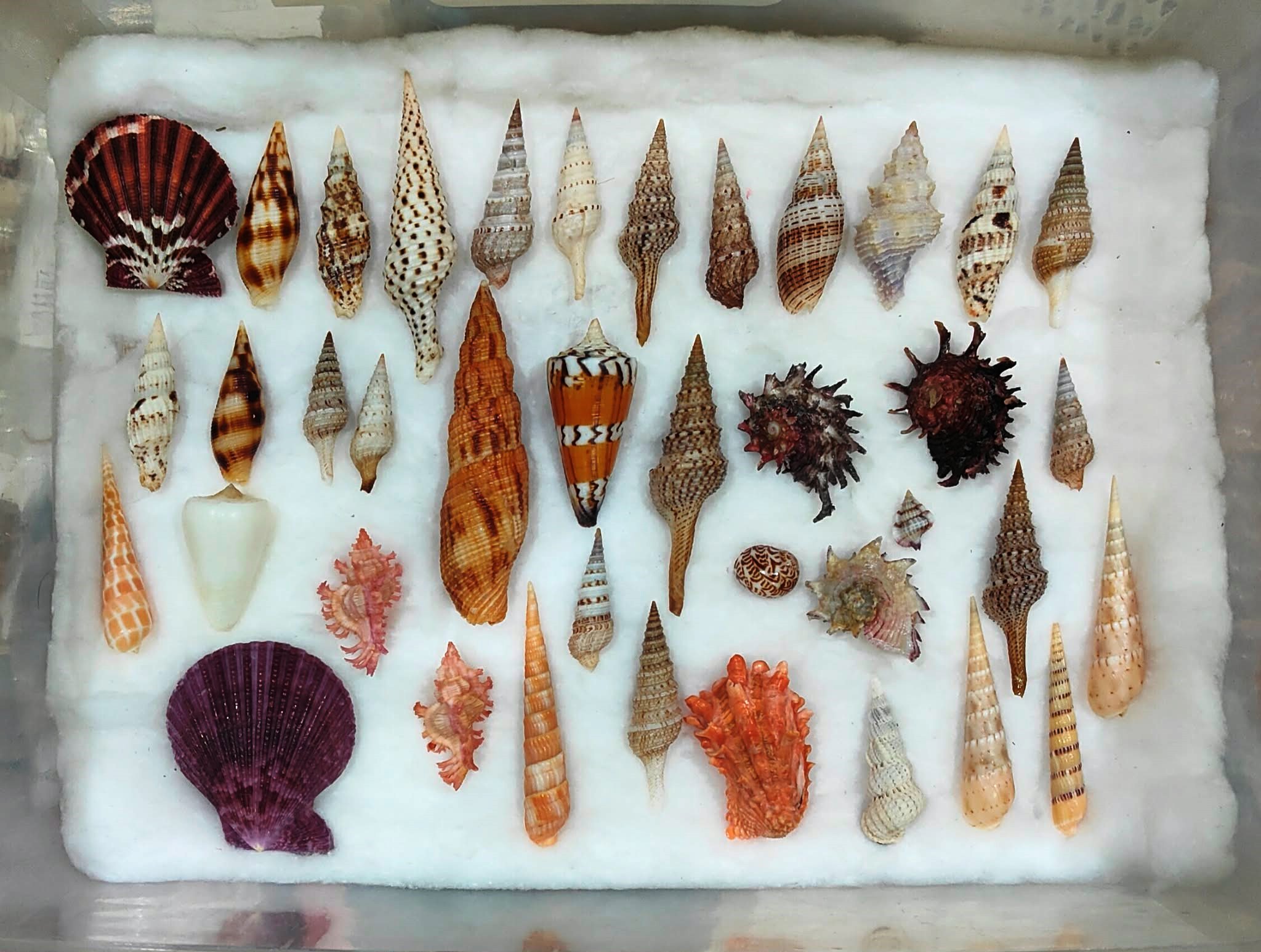 Sea Shells Conus From Island Indonesia