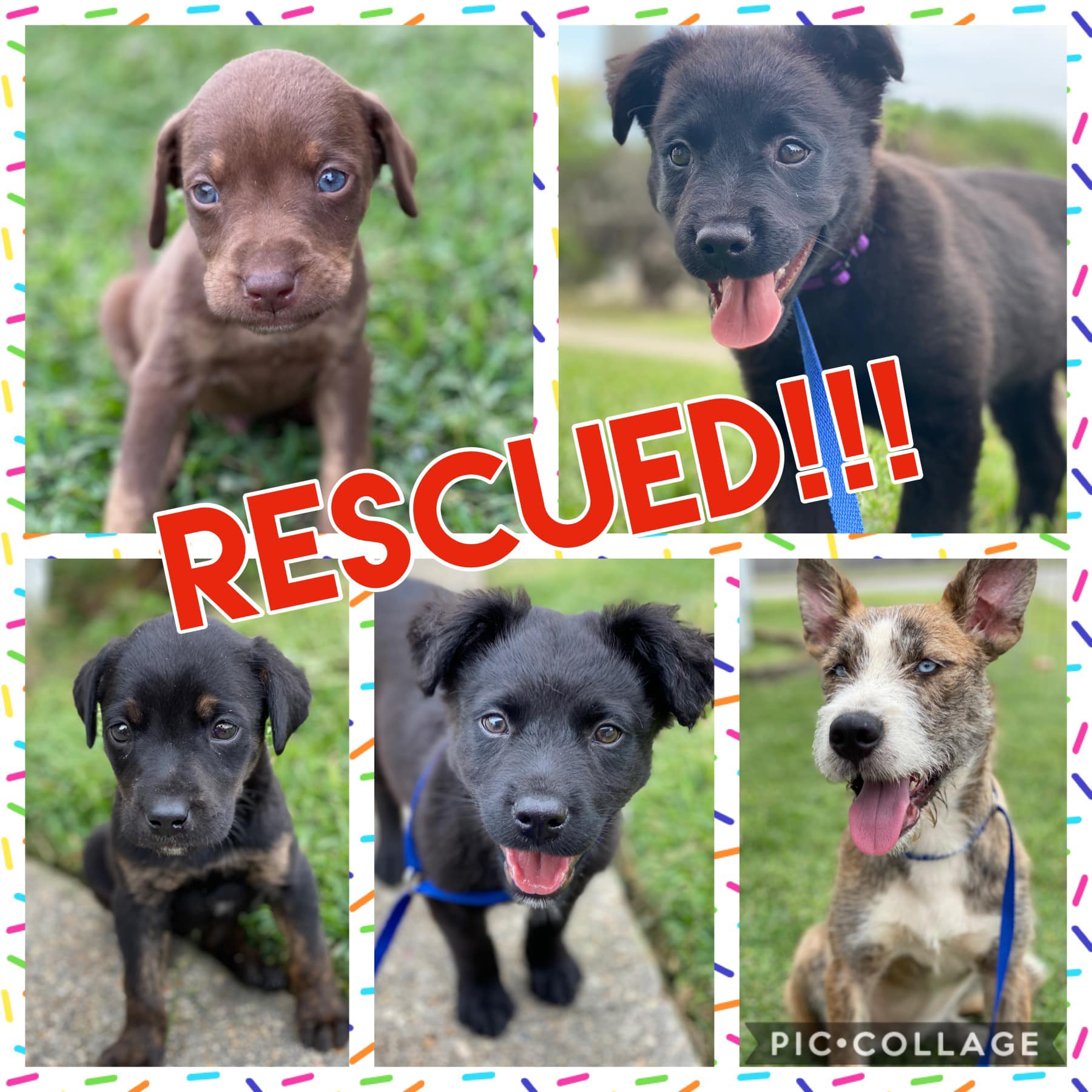 Today we welcomed five new faces into... - Take Paws Rescue | Facebook
