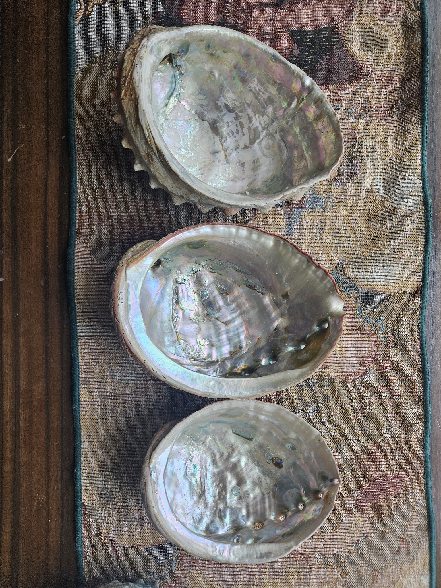 What is the species of this old Pacific white Abalone shell?