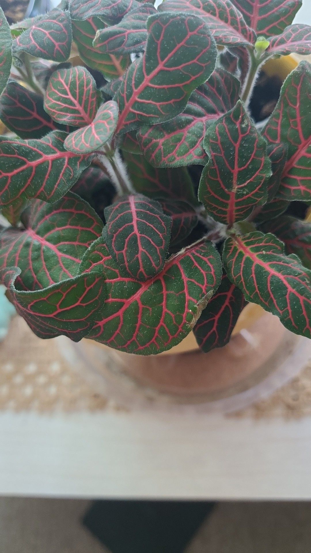 What is this fuzzy plant cutting?