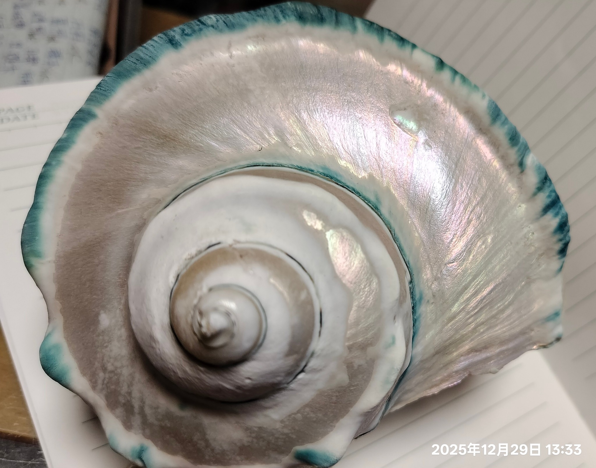 夜光貝 大家對於夜光貝（蠑螺）似乎很有興趣也想了解處理方式，這裡統一回答