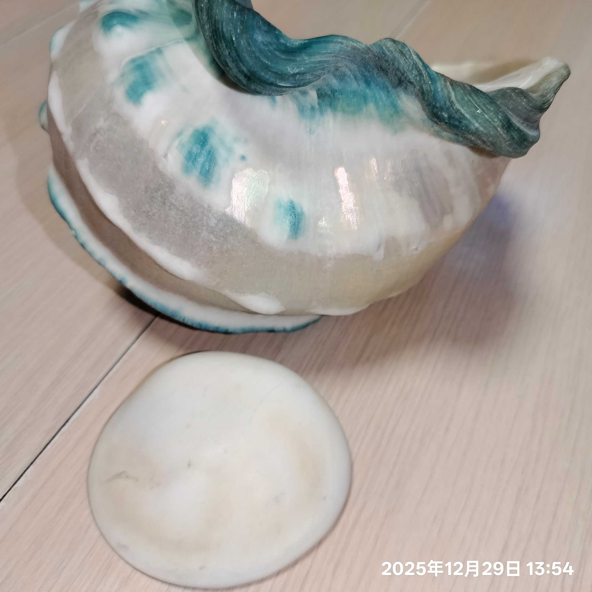 夜光貝 大家對於夜光貝（蠑螺）似乎很有興趣也想了解處理方式，這裡統一回答