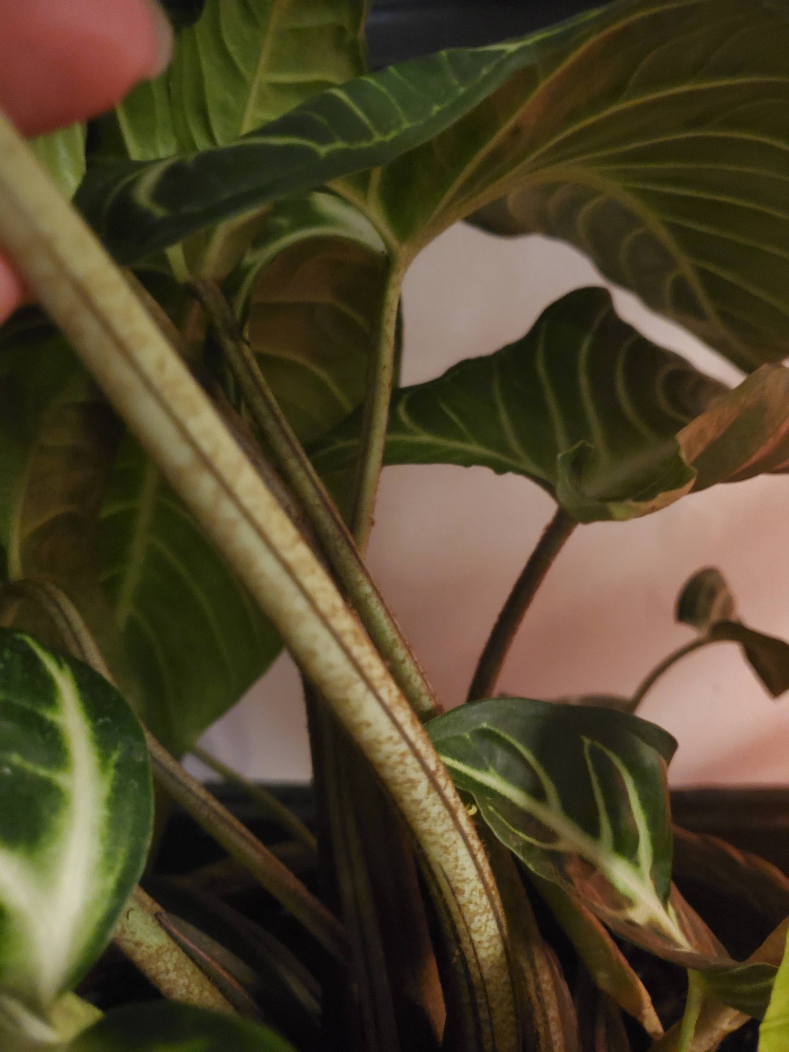 What is this plant with orange fuzz?