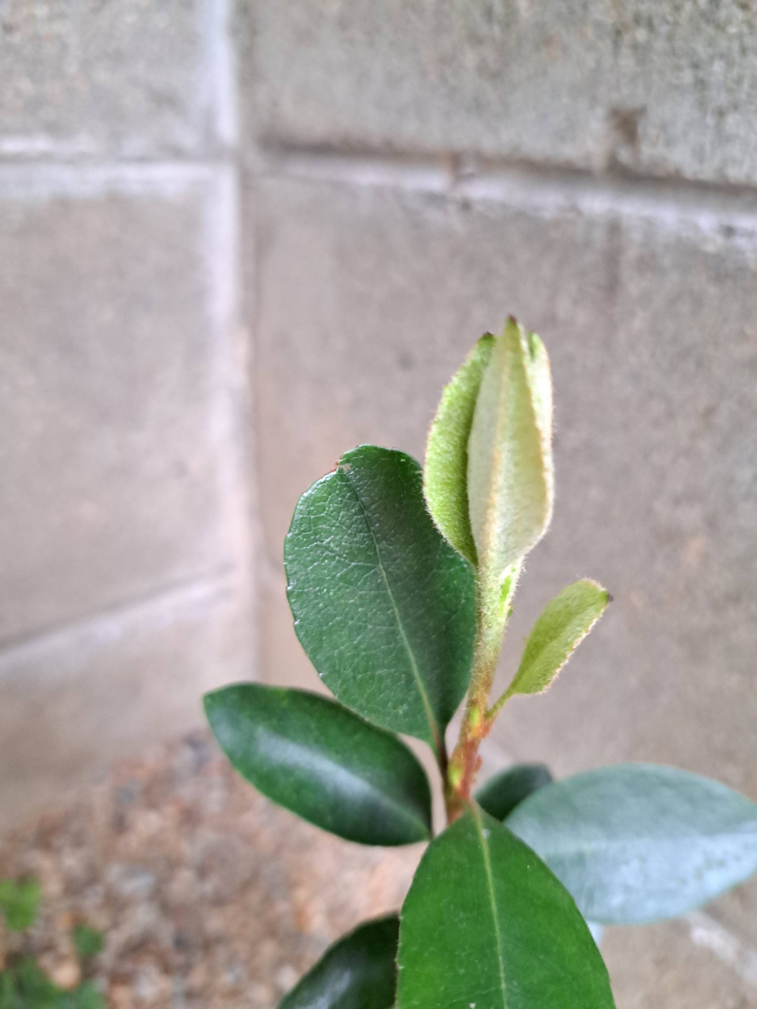 庭の隅の物置横に生えてきたこの木は ヒサカキでしょうか？