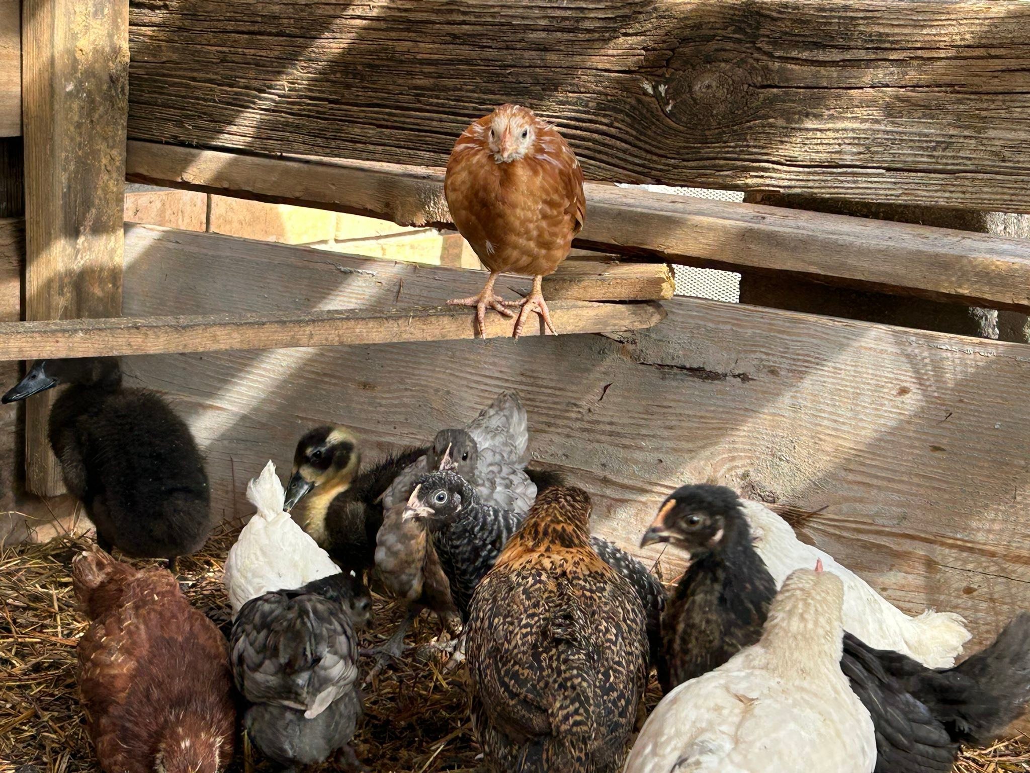 40 Fresh & Fertile Chicken Hatching Eggs – Barnyard Mix, Fancy Breeds – KhanFarm