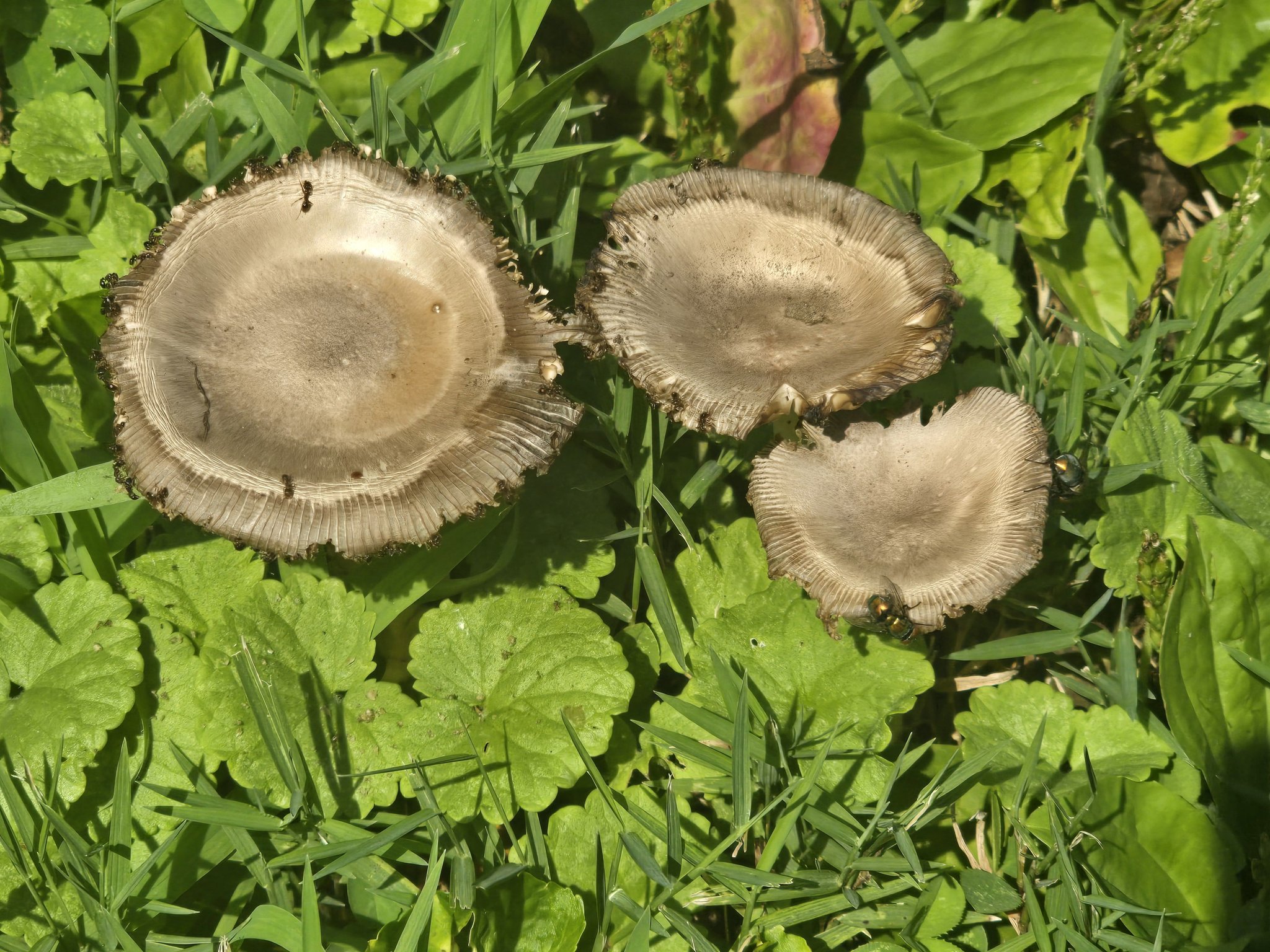 What are these silver cluster mushrooms?