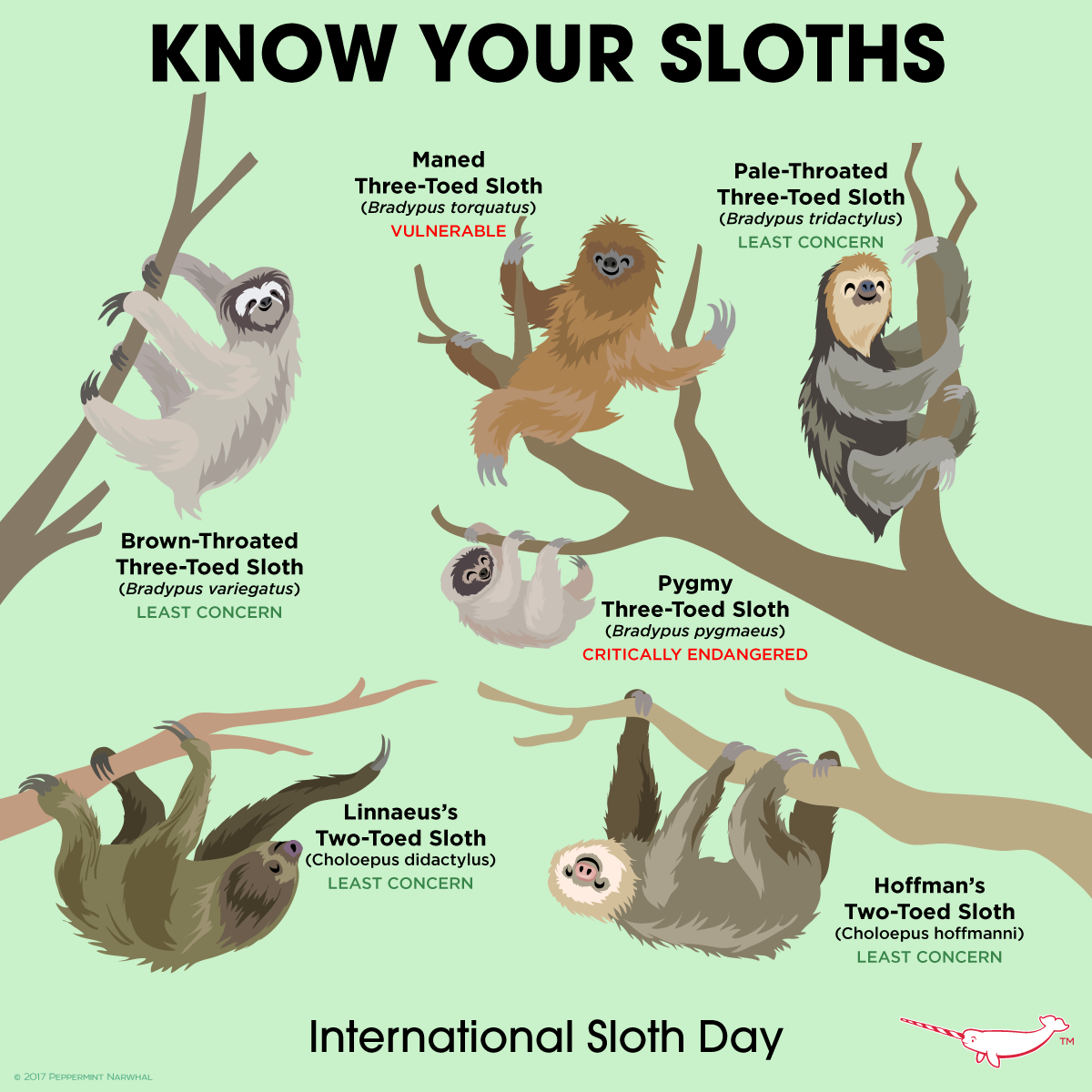 Peppermint - Since today is International Sloth Day, we though it was ...