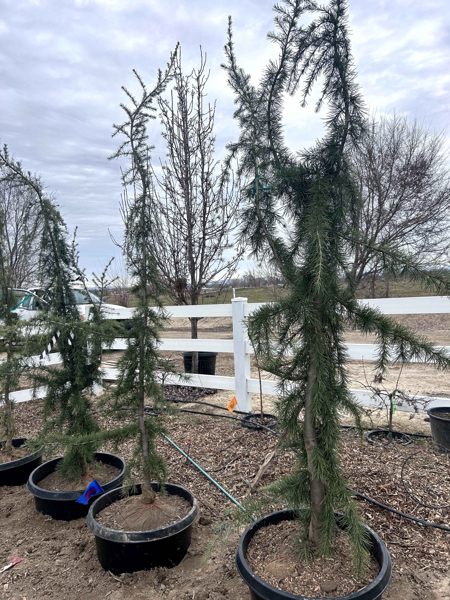 The Weeping Lebanon Cedar (Cedrus libani 'Pendula' or 'Glauca