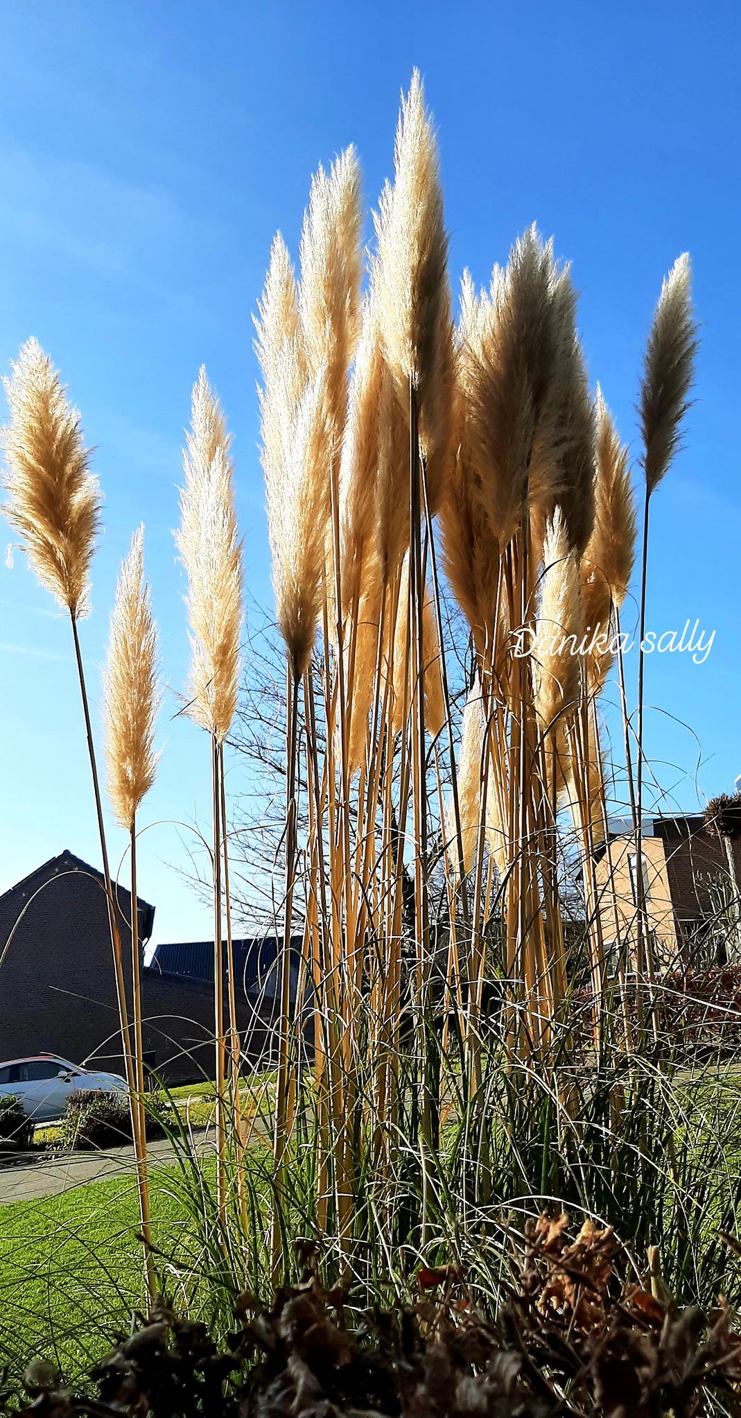 Our pampas grass is in its full plume! Cortaderia selloana, commonly known as pampas grass, is a flowering plant native to southern South America, including the Pampas region after which it is