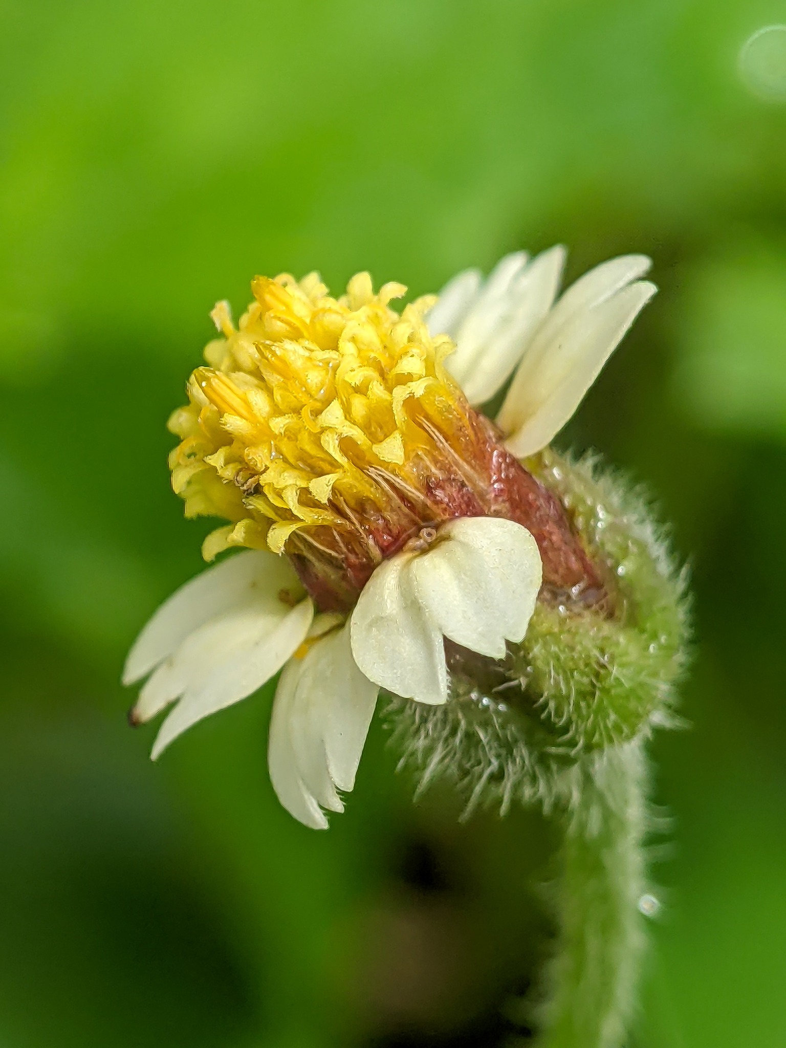 Tridax daisy close-up