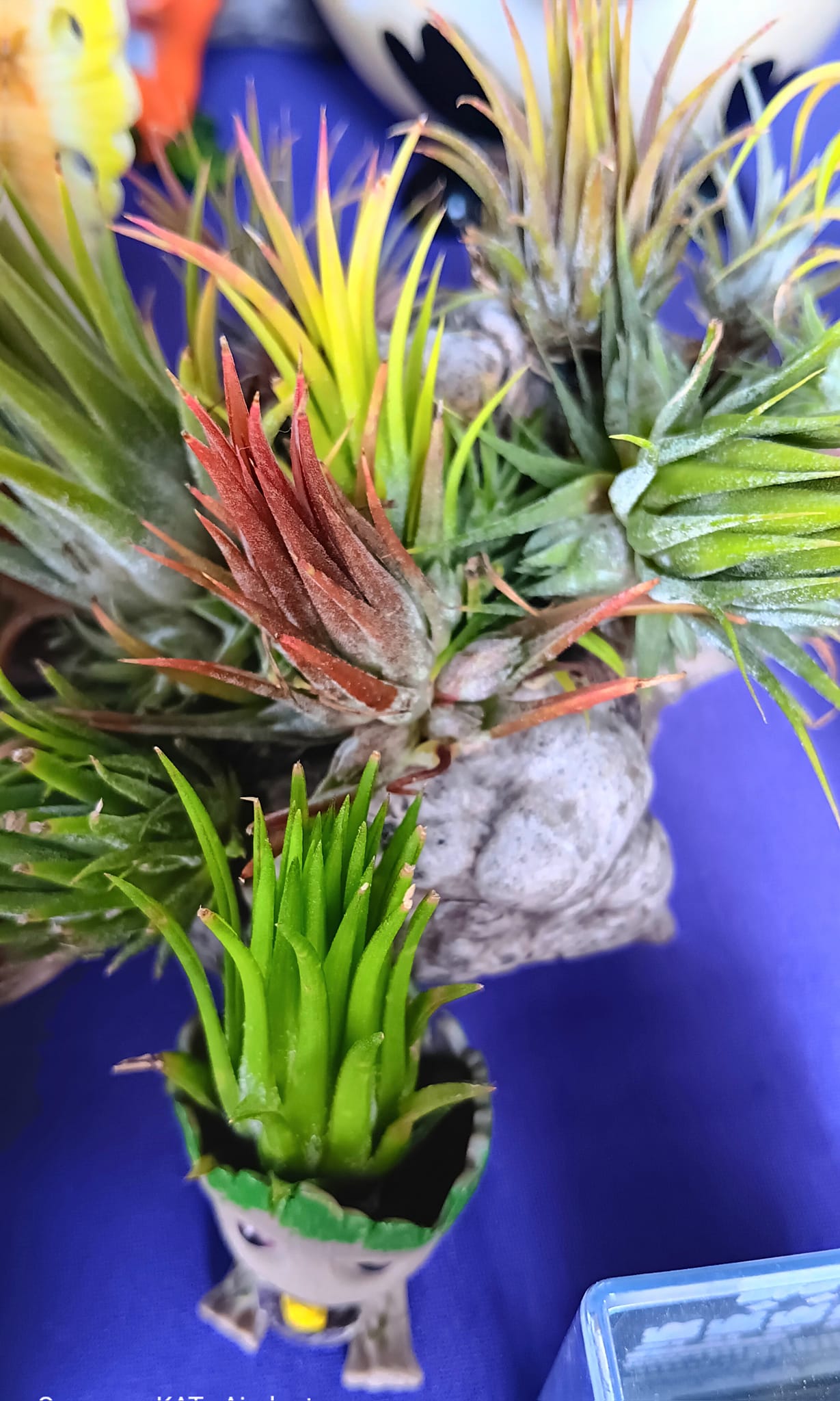 Tillandsia 'Hedgehog' cv.of ionantha #spanishmosstrees