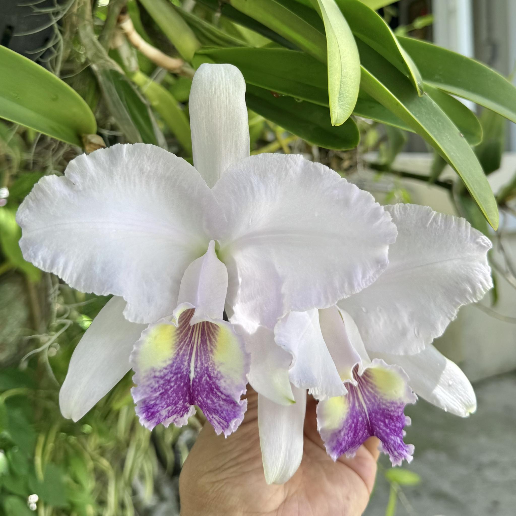 Cattleya lueddemanniana coerulea 'Caracas' x coerulea venosa '#27'