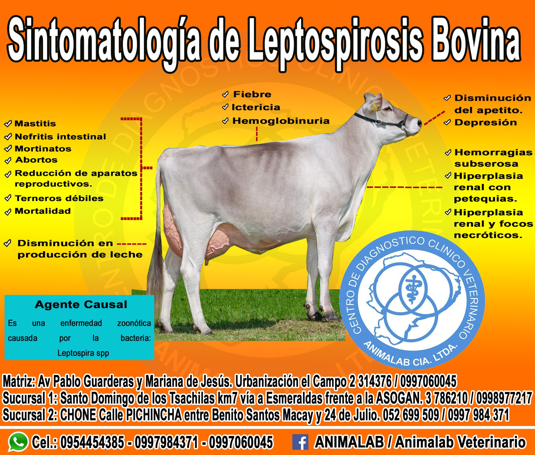 Animalab Laboratorio Veterinario - Leptospirosis bovina . Es una ...