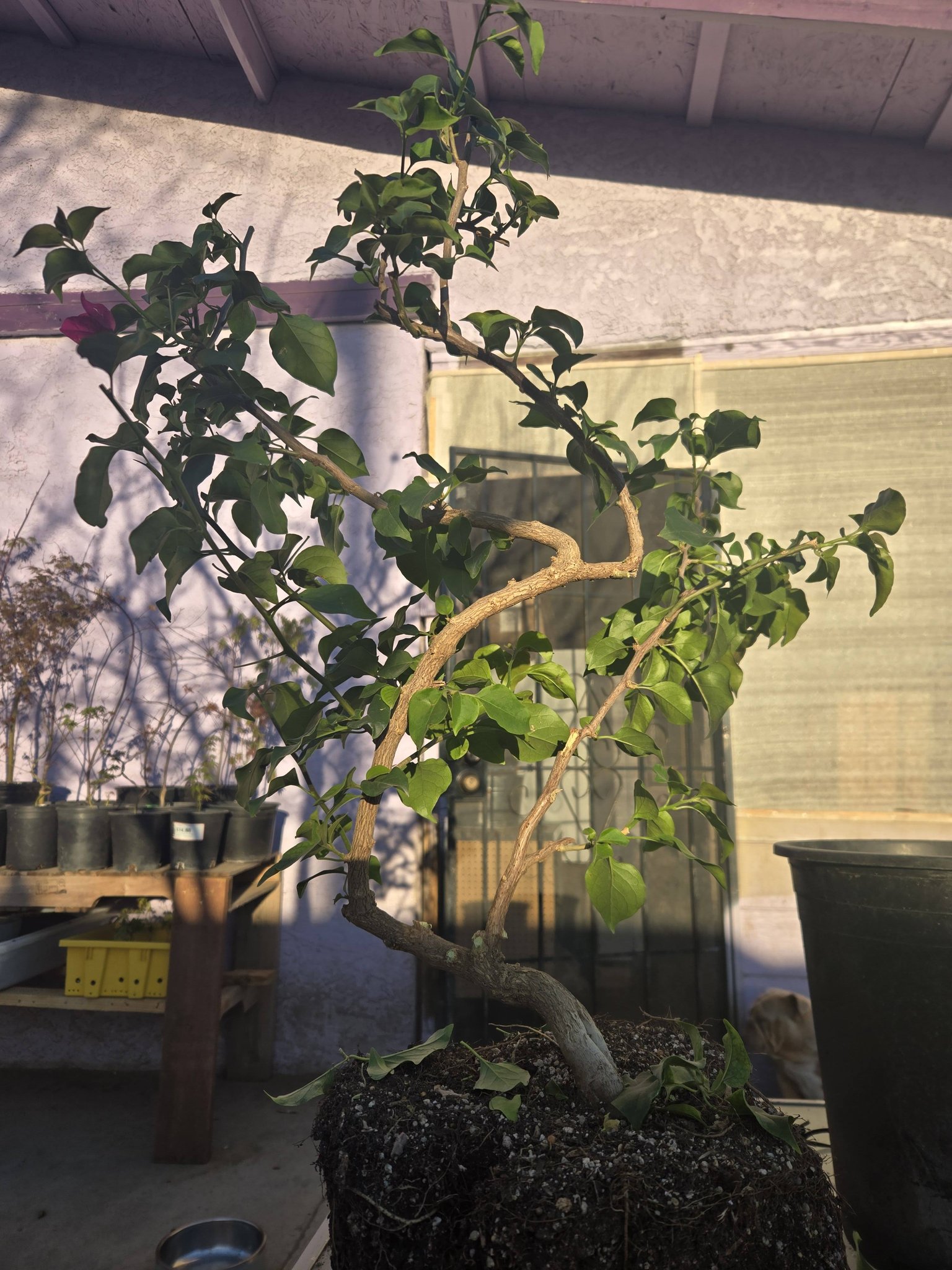 How to shape a new bonsai tree into a classic s shape