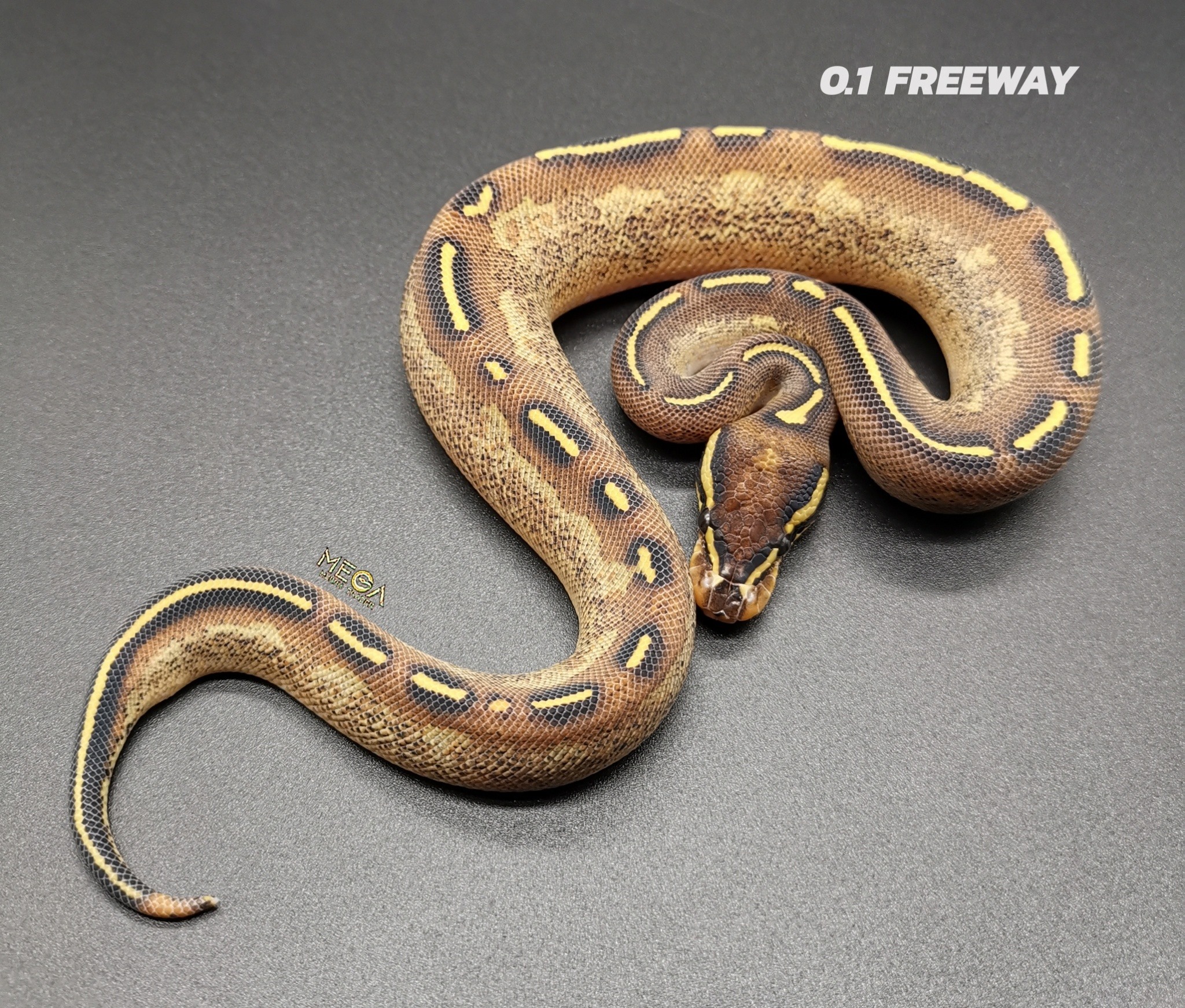 Mega Morph - Freeway (Yellow belly Asphalt)... | Facebook