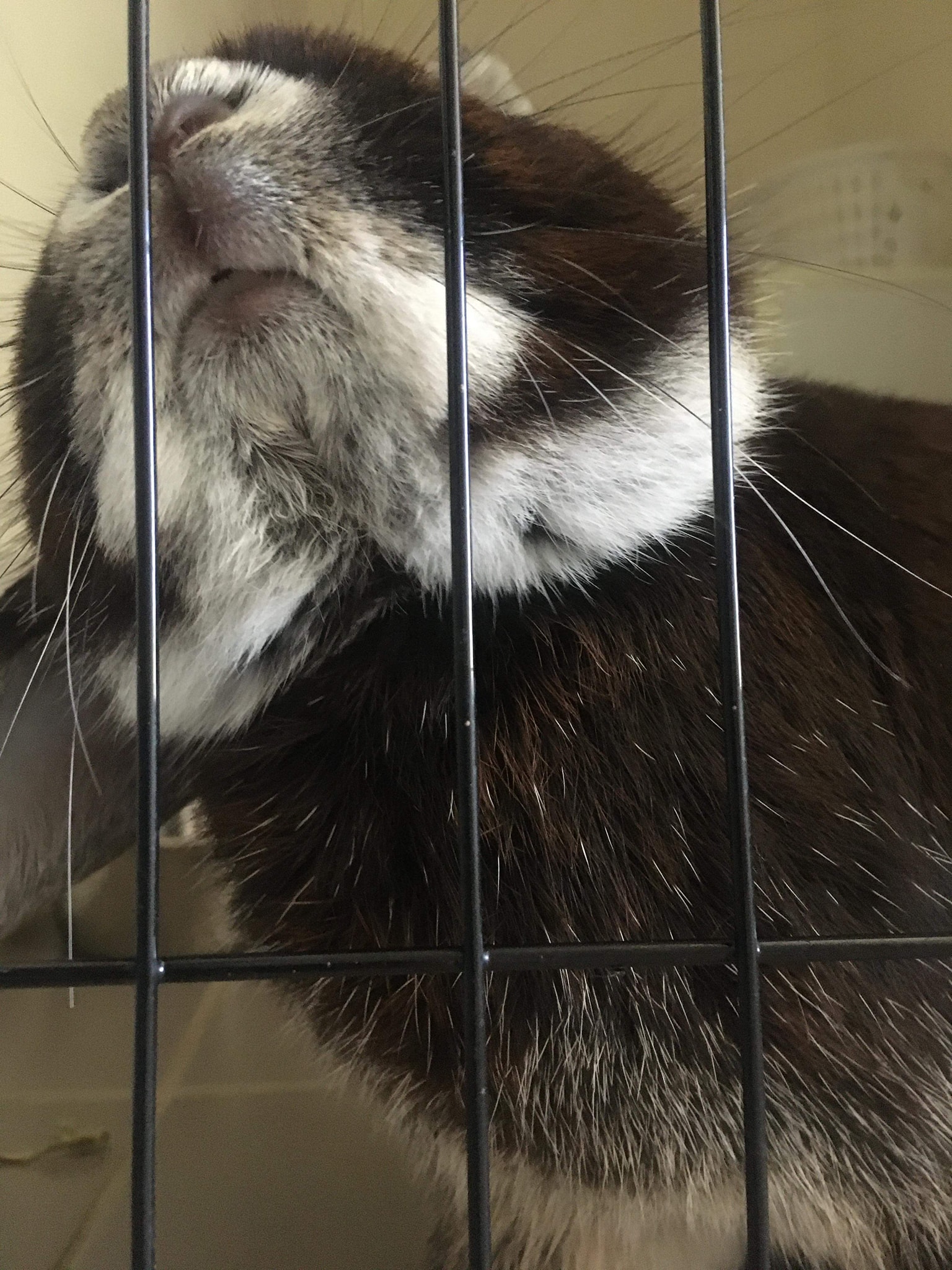 Introducing Loco! Loco is a... - Romeo's Rabbit Rescue | Facebook