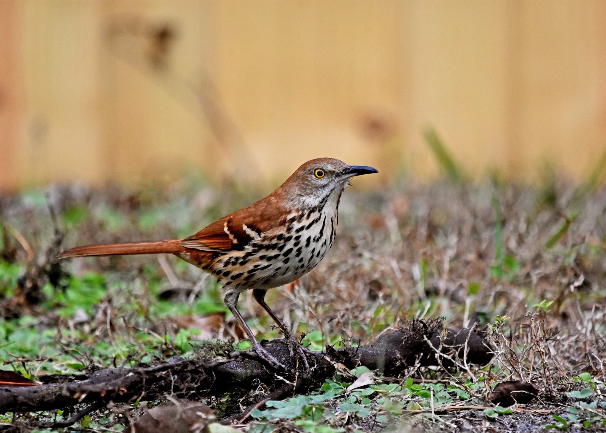 Brown Thrasher…first time at the feeder ❤️ Cape Coral, Florida