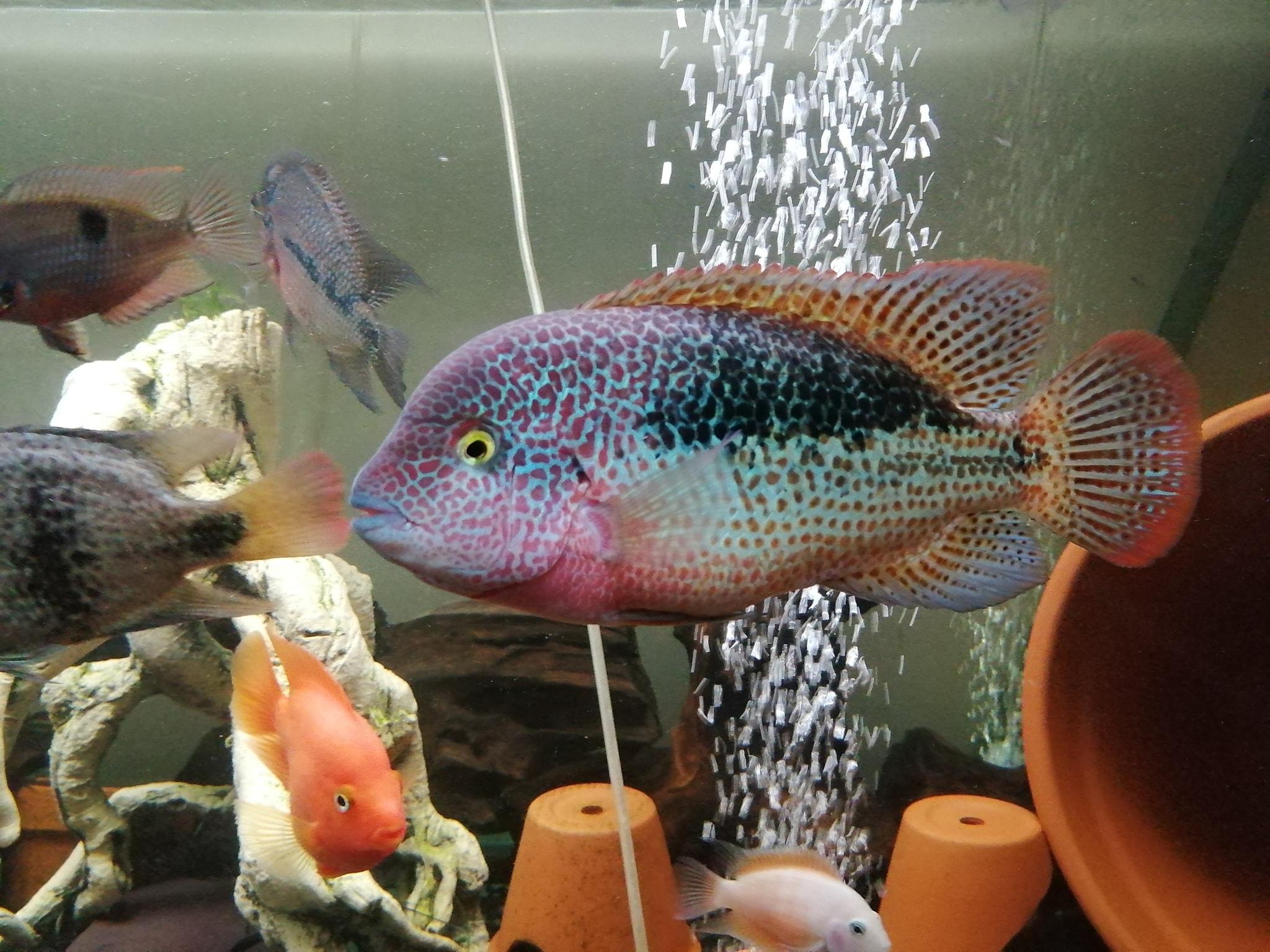 Chris Rounds Cichlids | Facebook