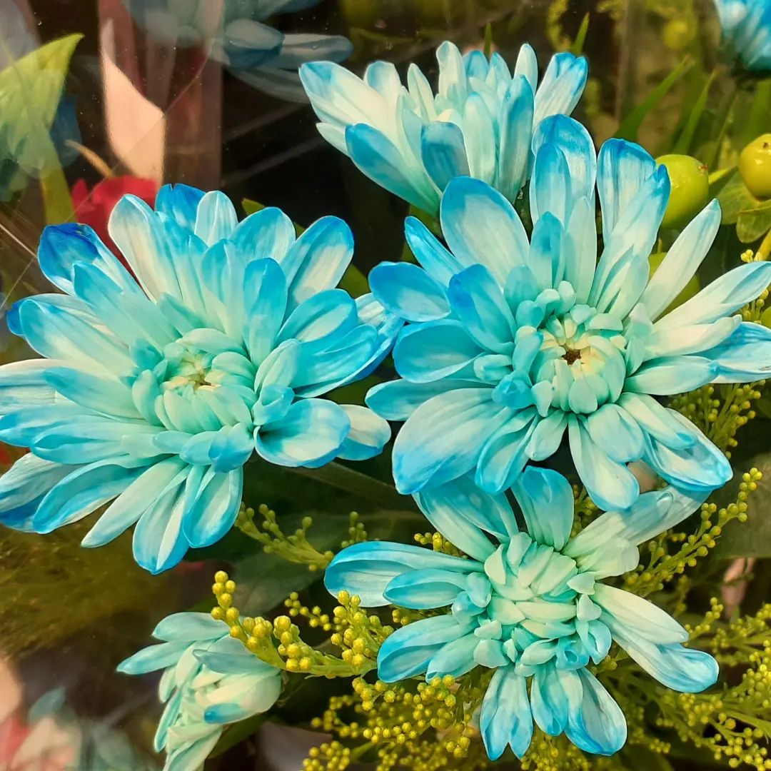 This flower is abundant in Japan. It has various colors so pretty.