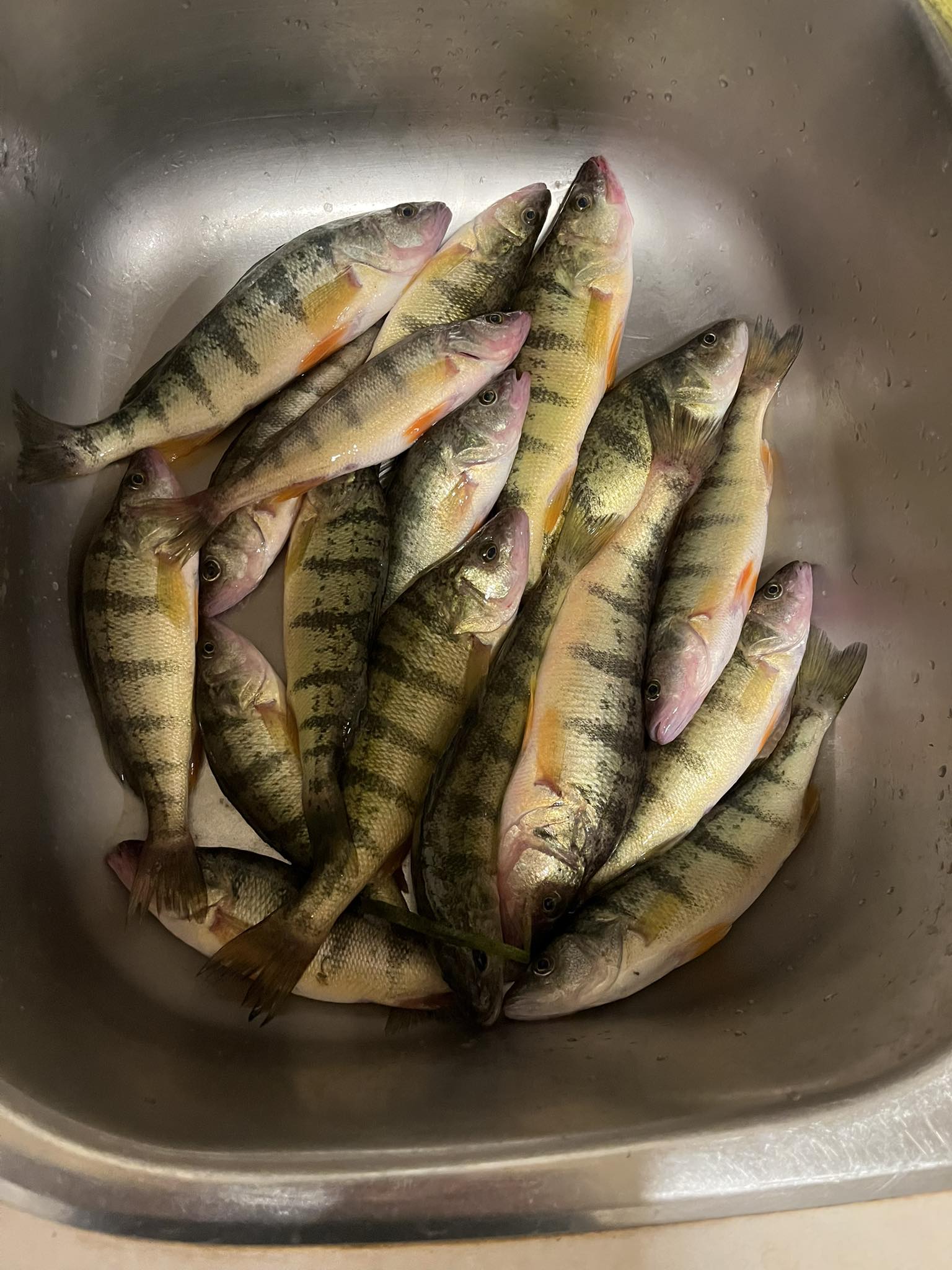 Lake Simcoe Fishing and Area | Crunch - like chips - fried until golden ...