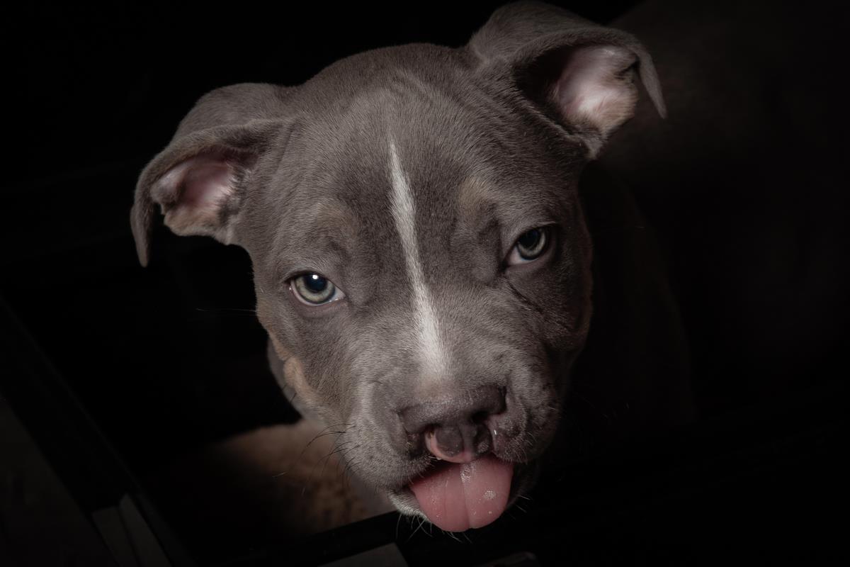 Finley & Sam's Goobery Group | It's Special-abled Pets Day | Facebook