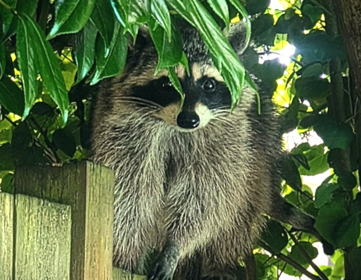 KOMO #SoNorthwest Photography | Our 30 lb. raccoon Mama with 4 kits ...