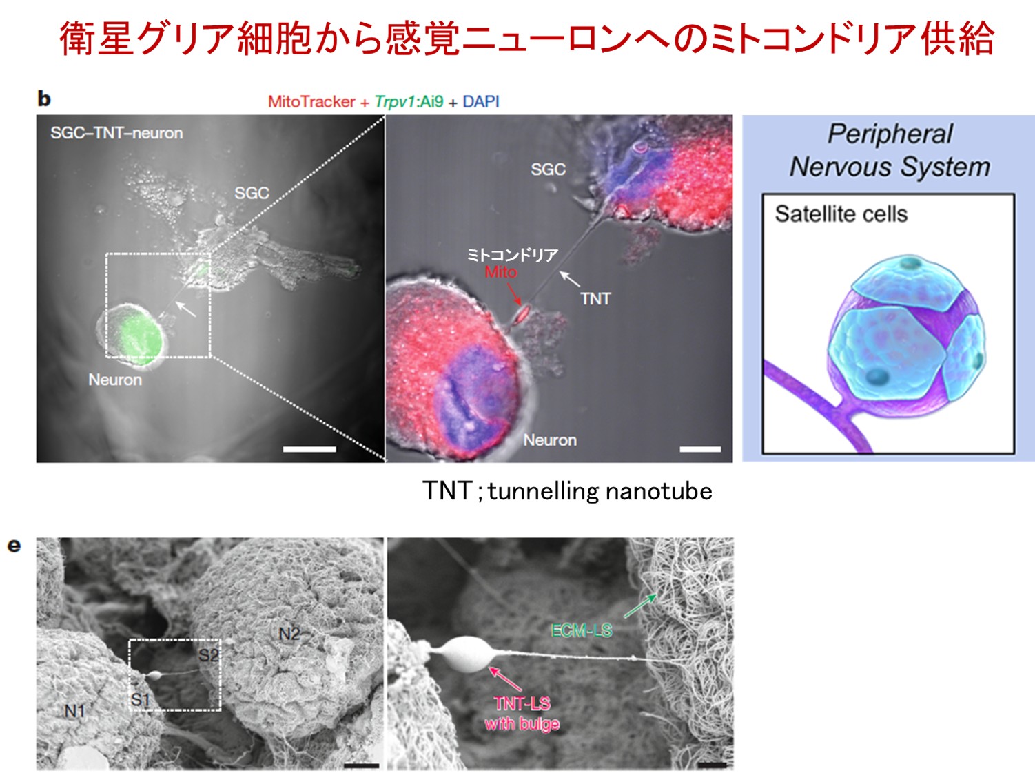 すごすぎ。なんでもありやな。生物の仕組みって本当すごい。 - Yasuhiro Kobayashi | Facebook