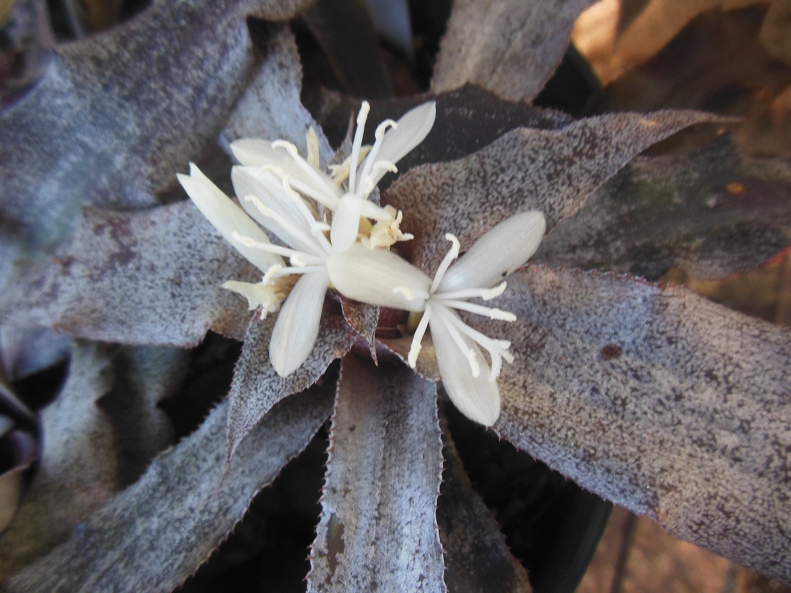 Cryptanthus 'Love Potion # 9' ready to bloom.