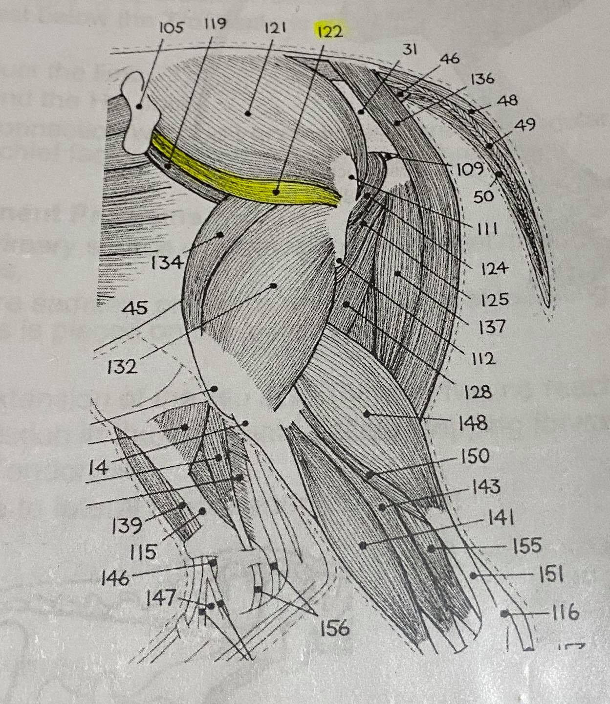 Kelsey Griffing Equine Bodywork LLC - 🐎Muscle Monday🐎 Deep Gluteal Part ...