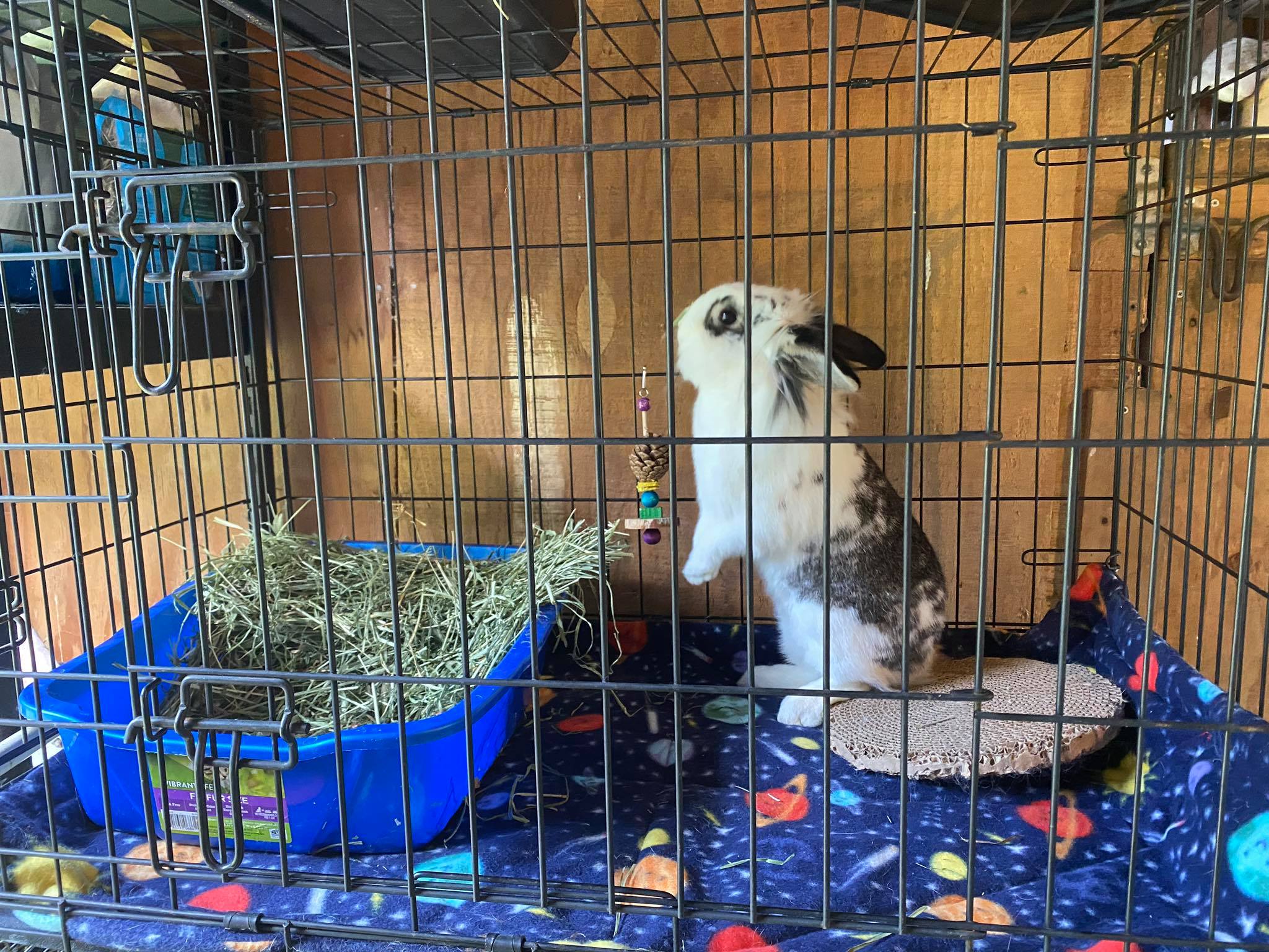 PNW Pet Rabbit Rescue added a new... - PNW Pet Rabbit Rescue