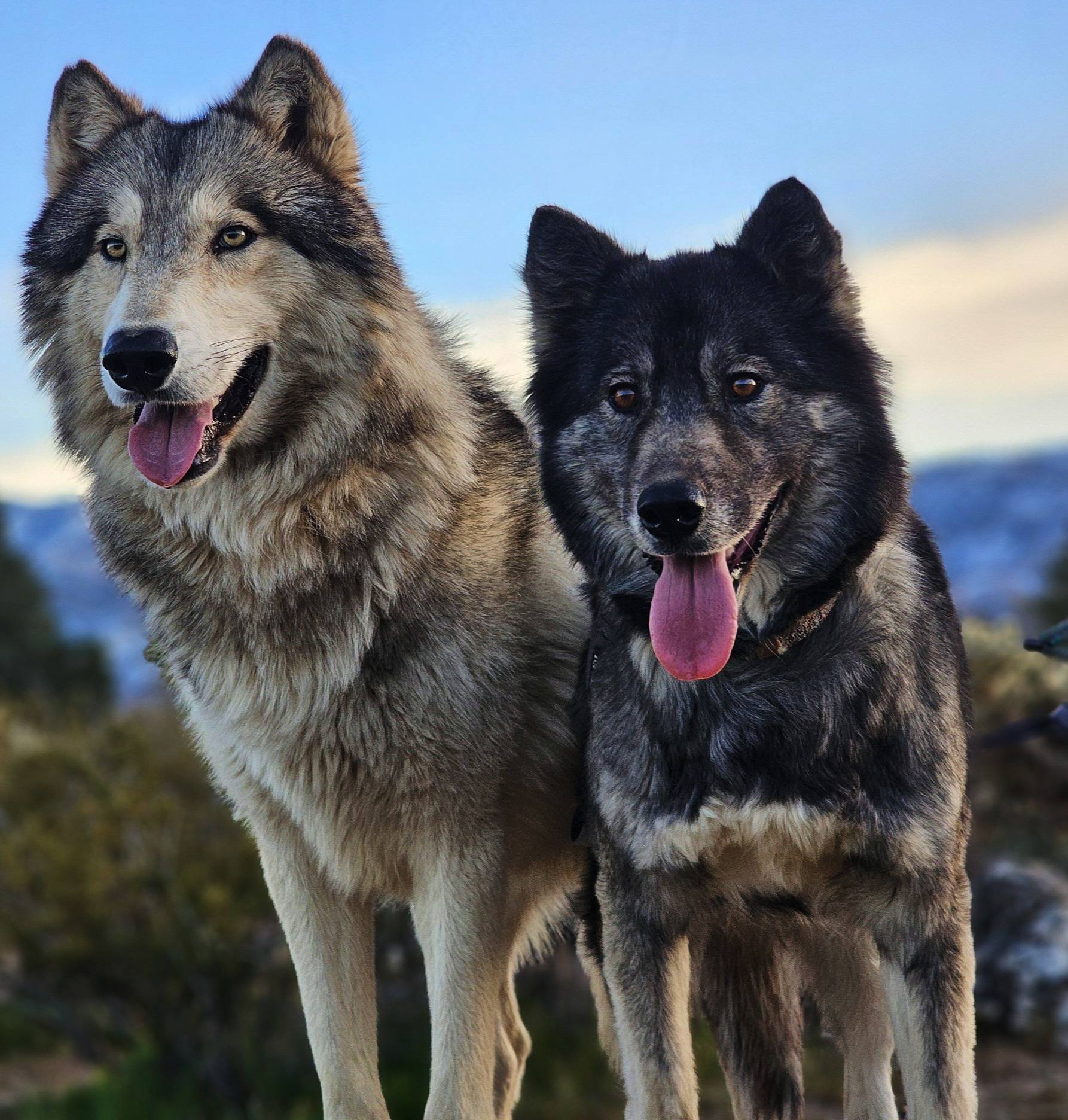 The Importance of Proper... - Nathan Running-Wolf Love | Facebook