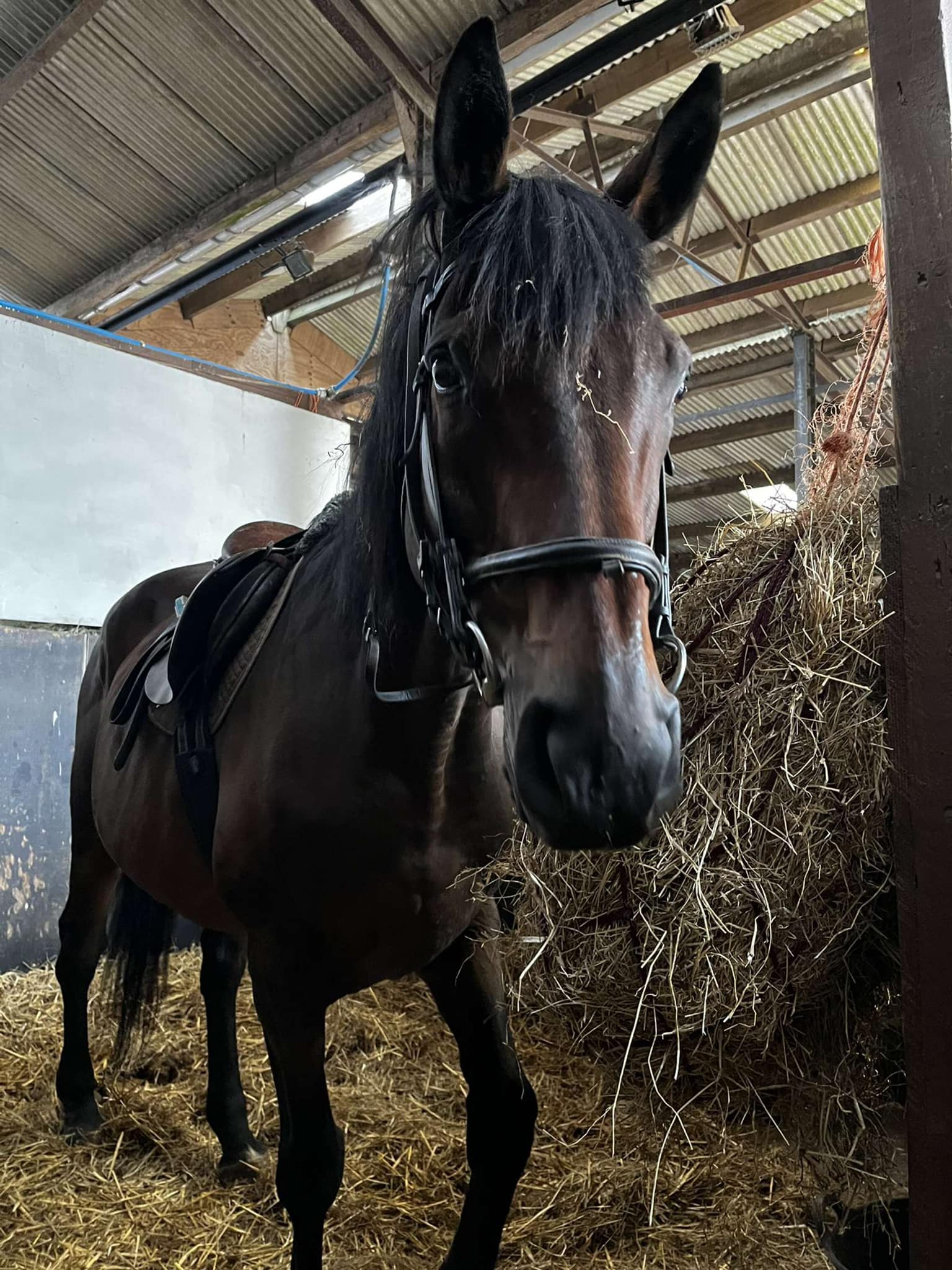 DODGER -... - KC Riding School. Supporting Kc horse rescue | Facebook