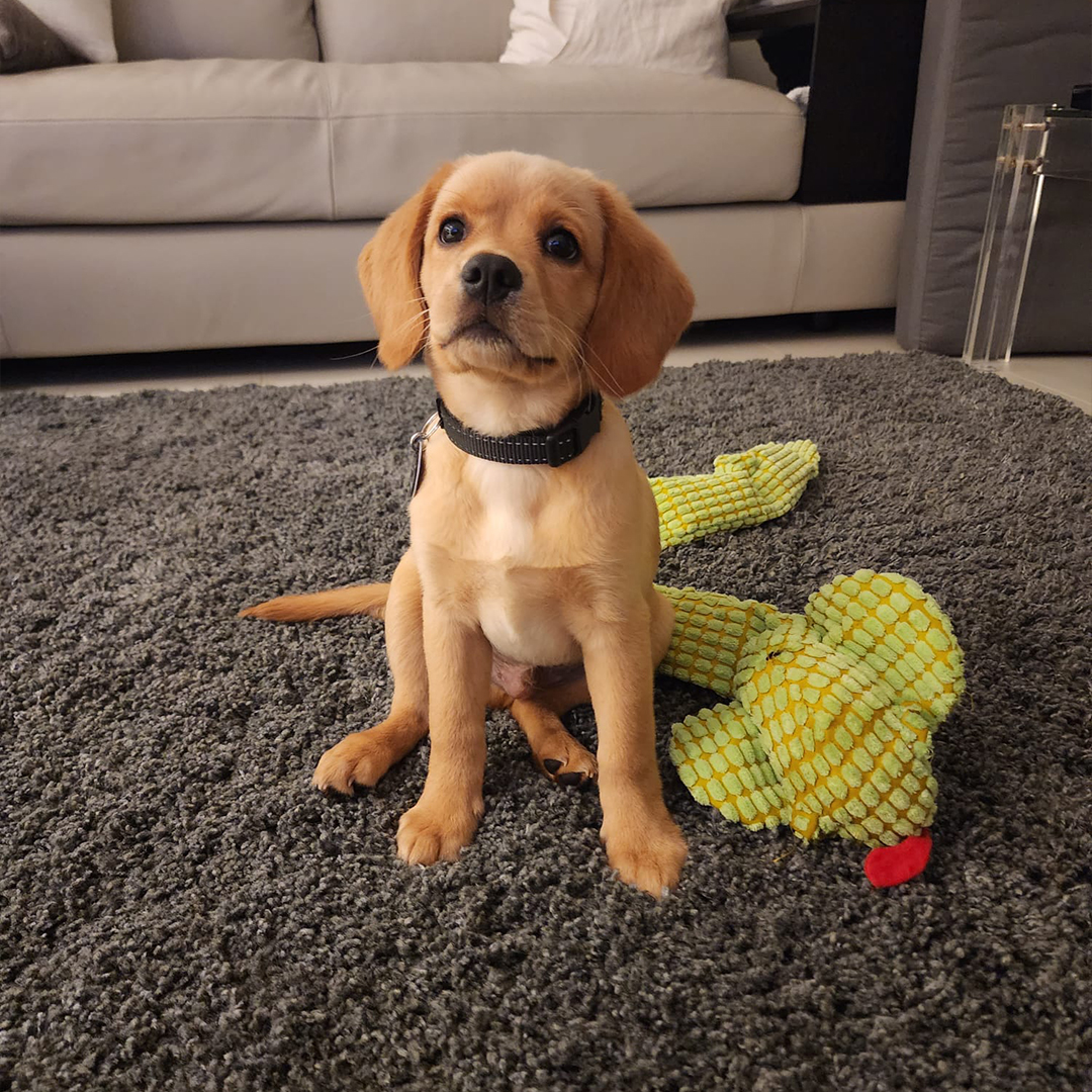 📢🐾 Meet Ricky and his new furry... - Willow Haven Cavadors