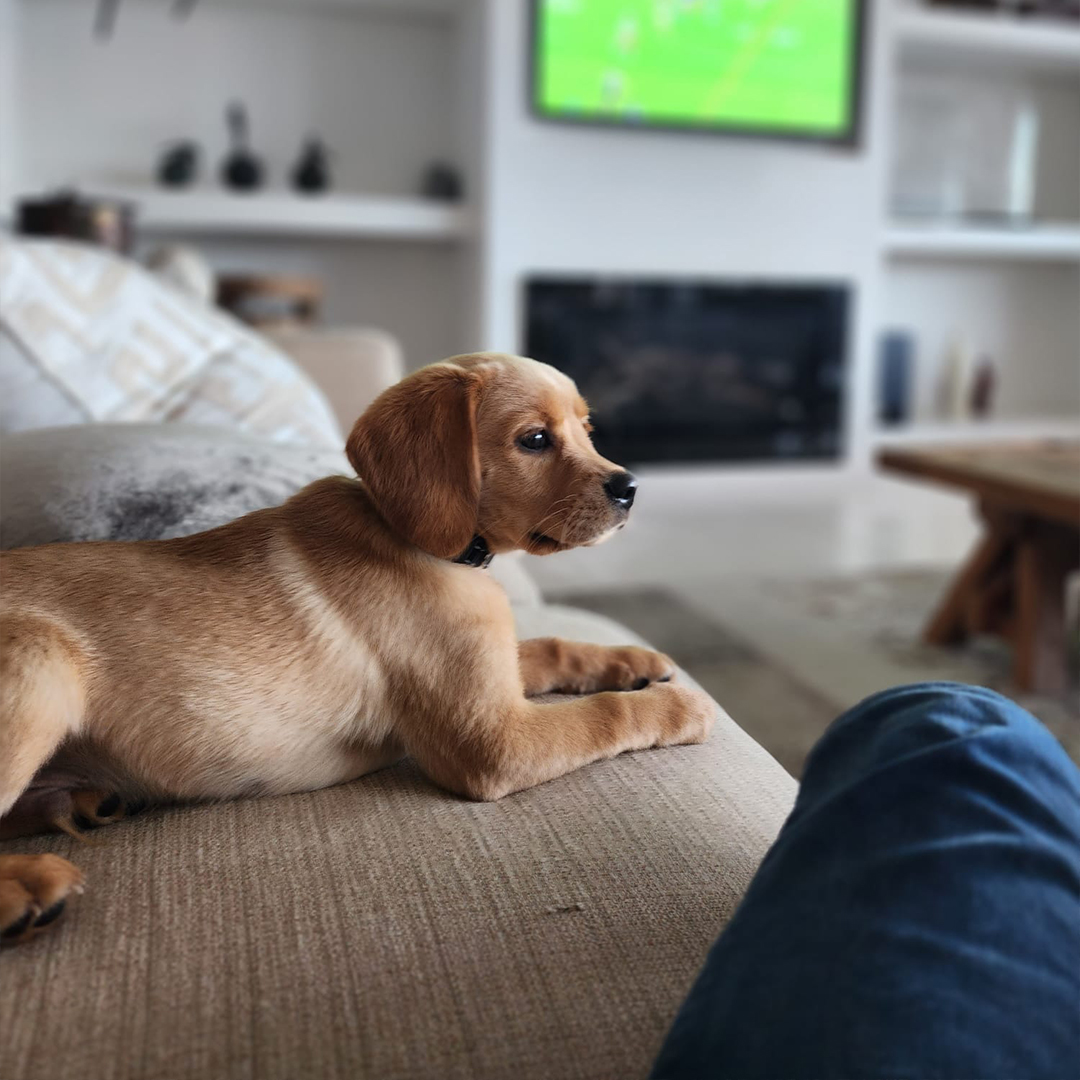 📢🐾 Meet Ricky and his new furry... - Willow Haven Cavadors