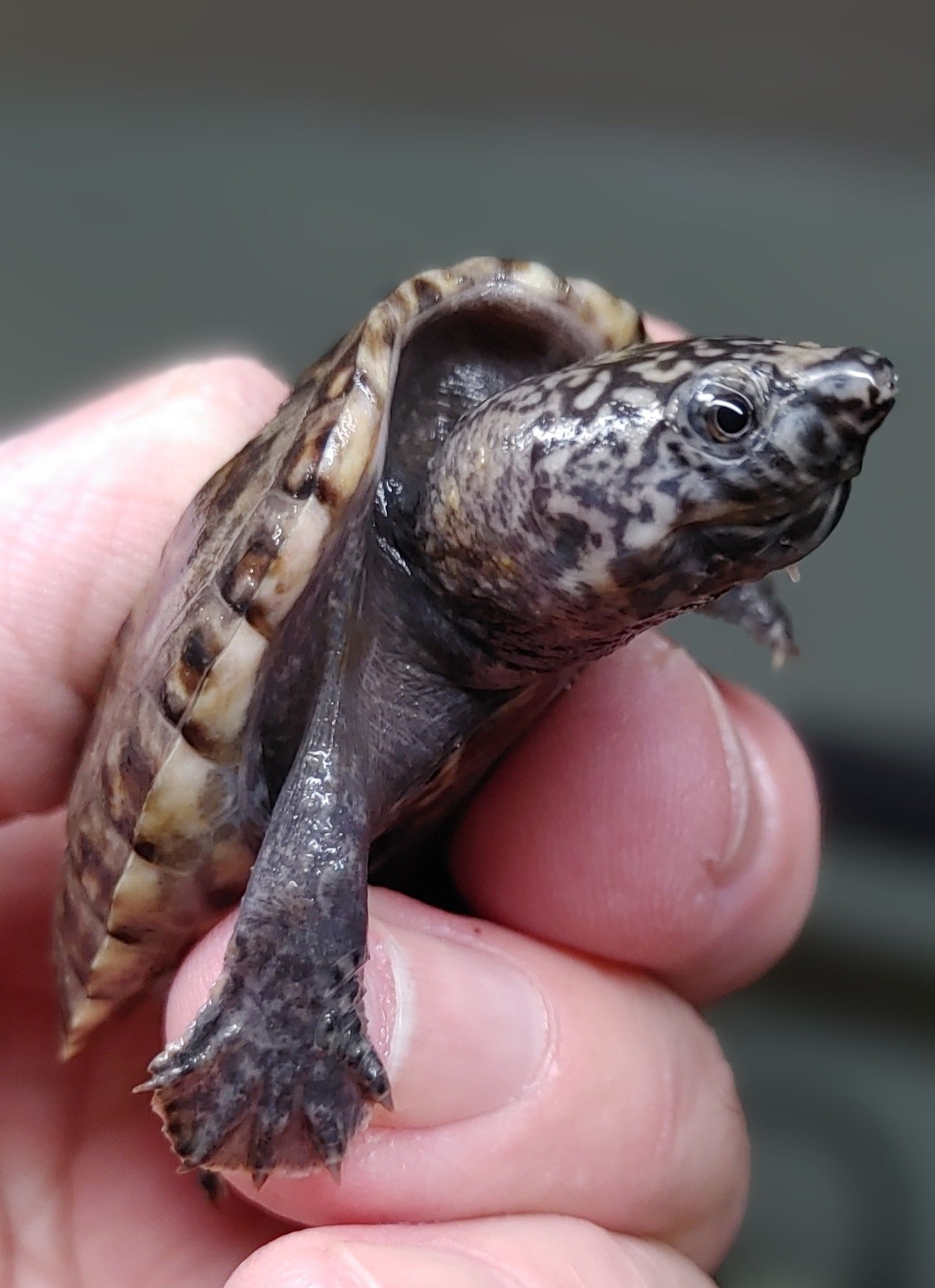 Rusty Reed - Mexican Giant Musk Turtles (Staurotypus... | Facebook