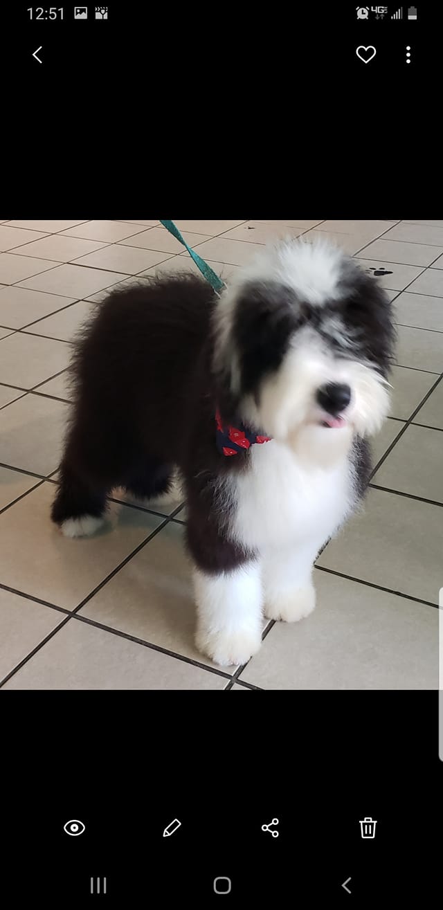 Sheepadoodle puppies for adoption | Facebook